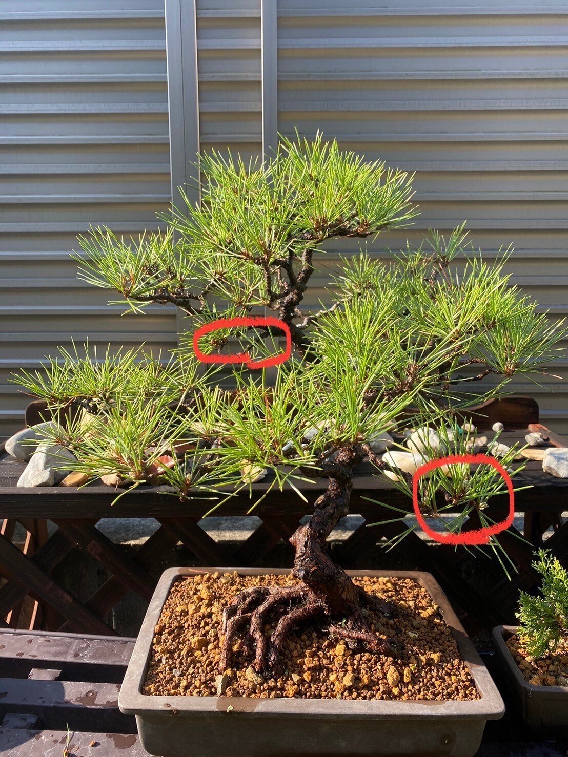 黒松盆栽 最終値下げ！文人木 古木 黒松盆栽 最終値下げ！文人木 古木