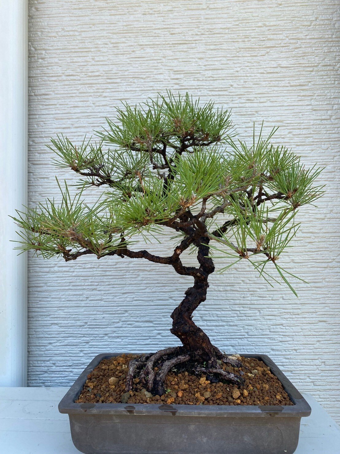 盆栽＃15 黒松の古木を文人木へ｜asahinakeisuke