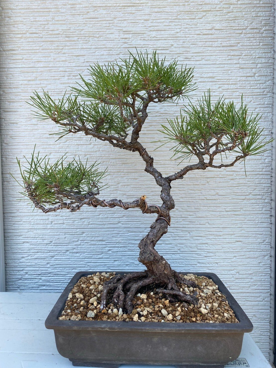 盆栽＃15 黒松の古木を文人木へ｜asahinakeisuke