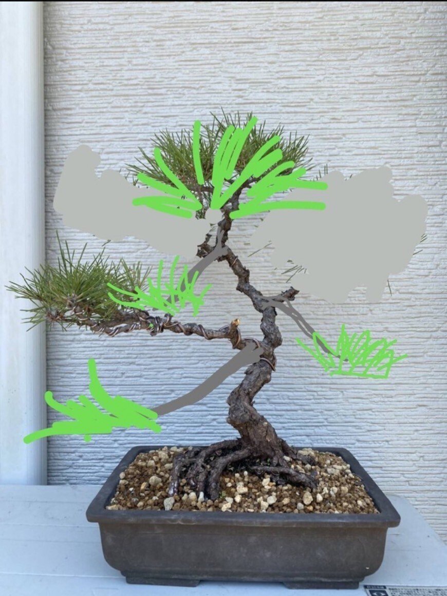 盆栽＃15 黒松の古木を文人木へ｜asahinakeisuke