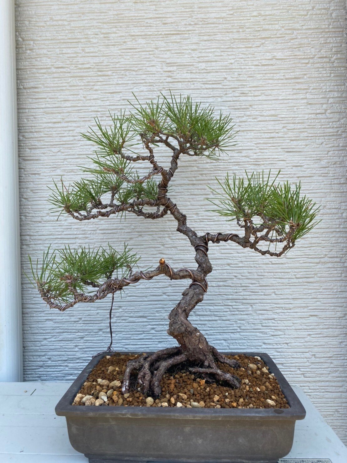 盆栽＃15 黒松の古木を文人木へ｜asahinakeisuke