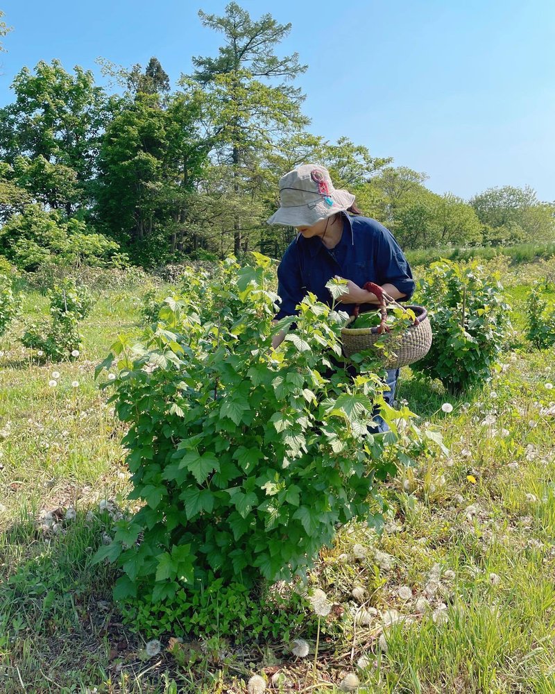 今月からカシス葉の収穫を開始しました。カシスは株自体からも緑々しい独特の香りが漂っていて、そばにいるだけでアロマセラピーを受けているような感覚に。