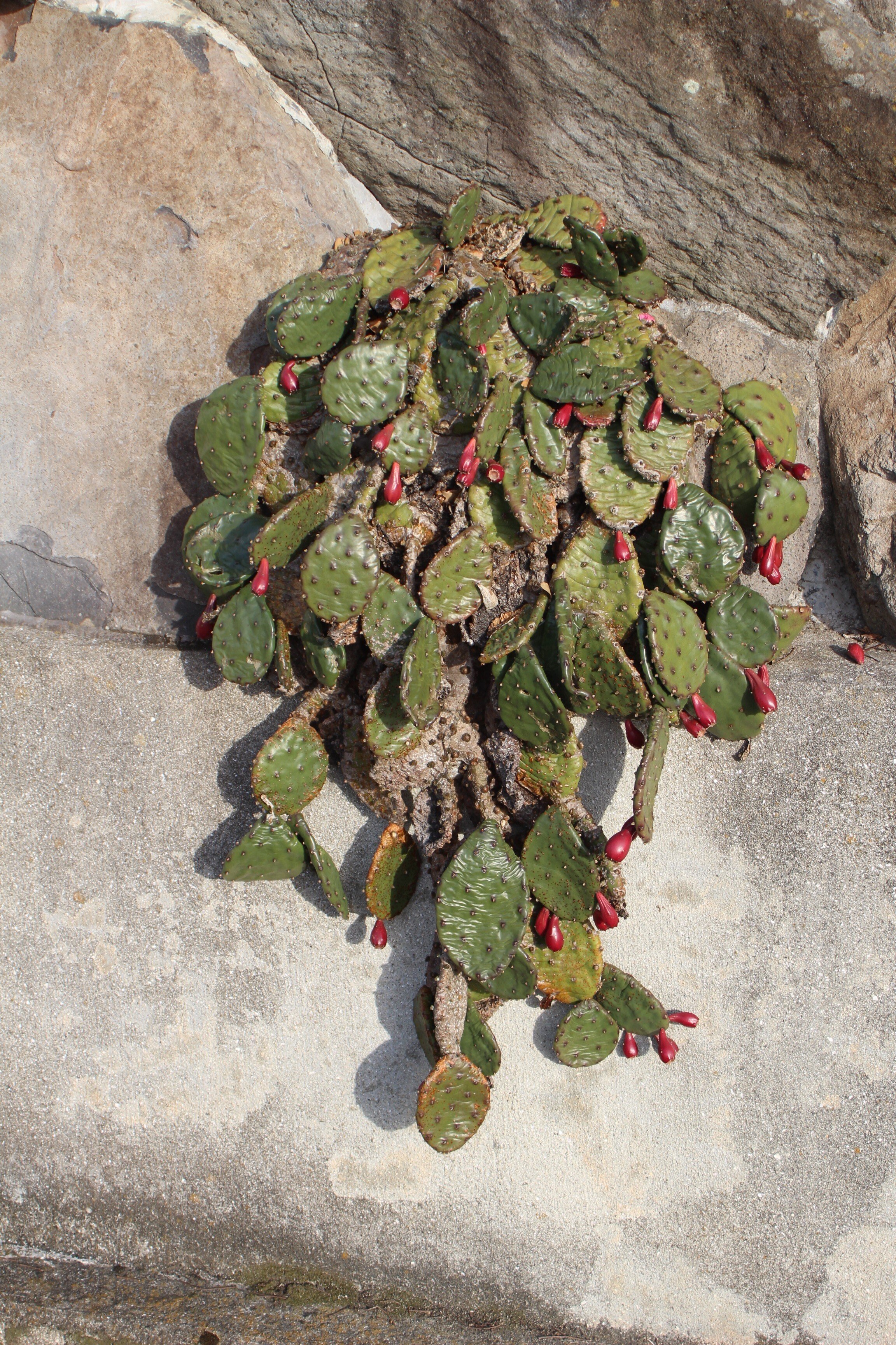 ウチワサボテン（センニンサボテン）｜あおはくたき