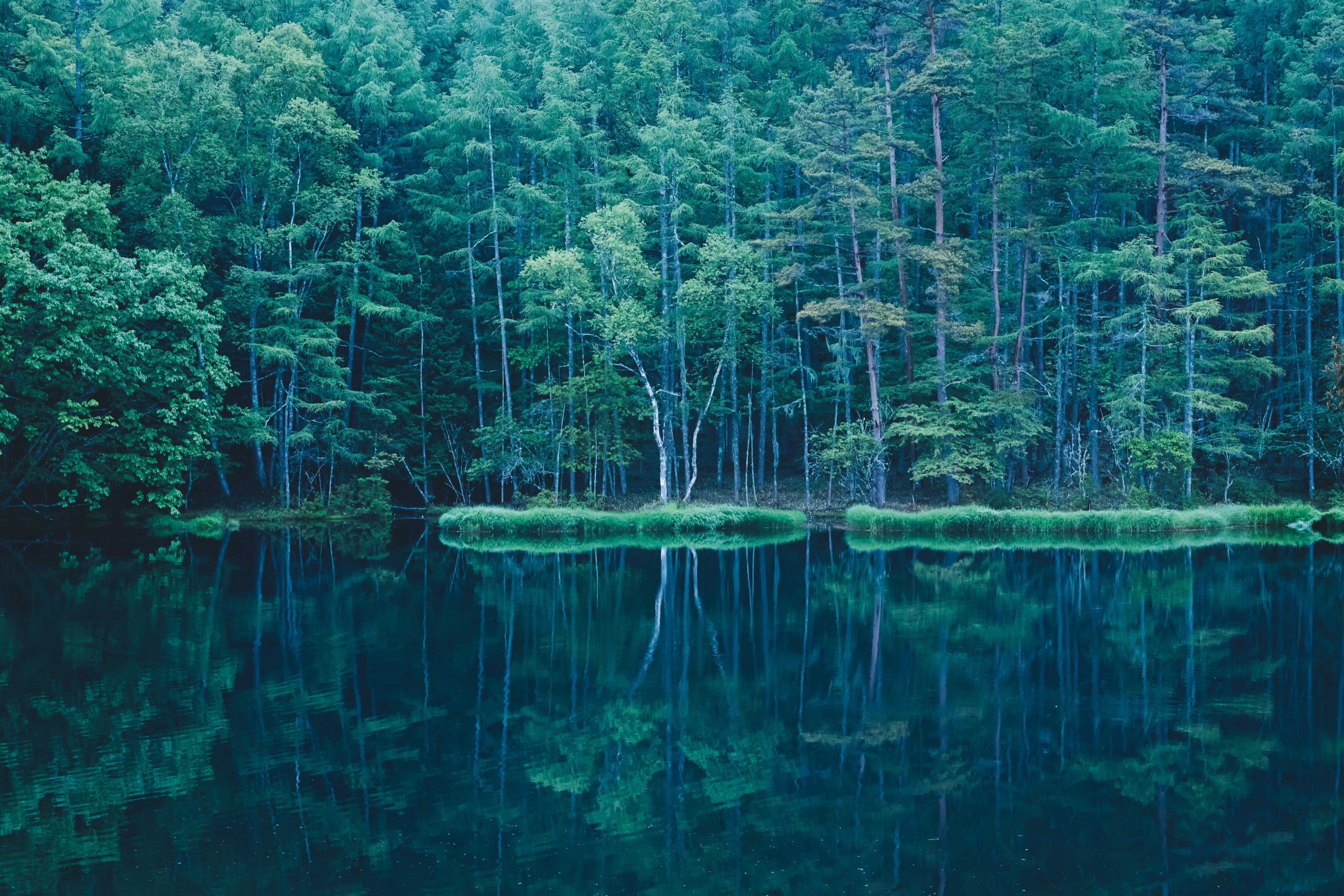 梅雨入りに、北八ヶ岳で白鹿の幻と苔に惑う。｜阪口せりな|静岡8年目