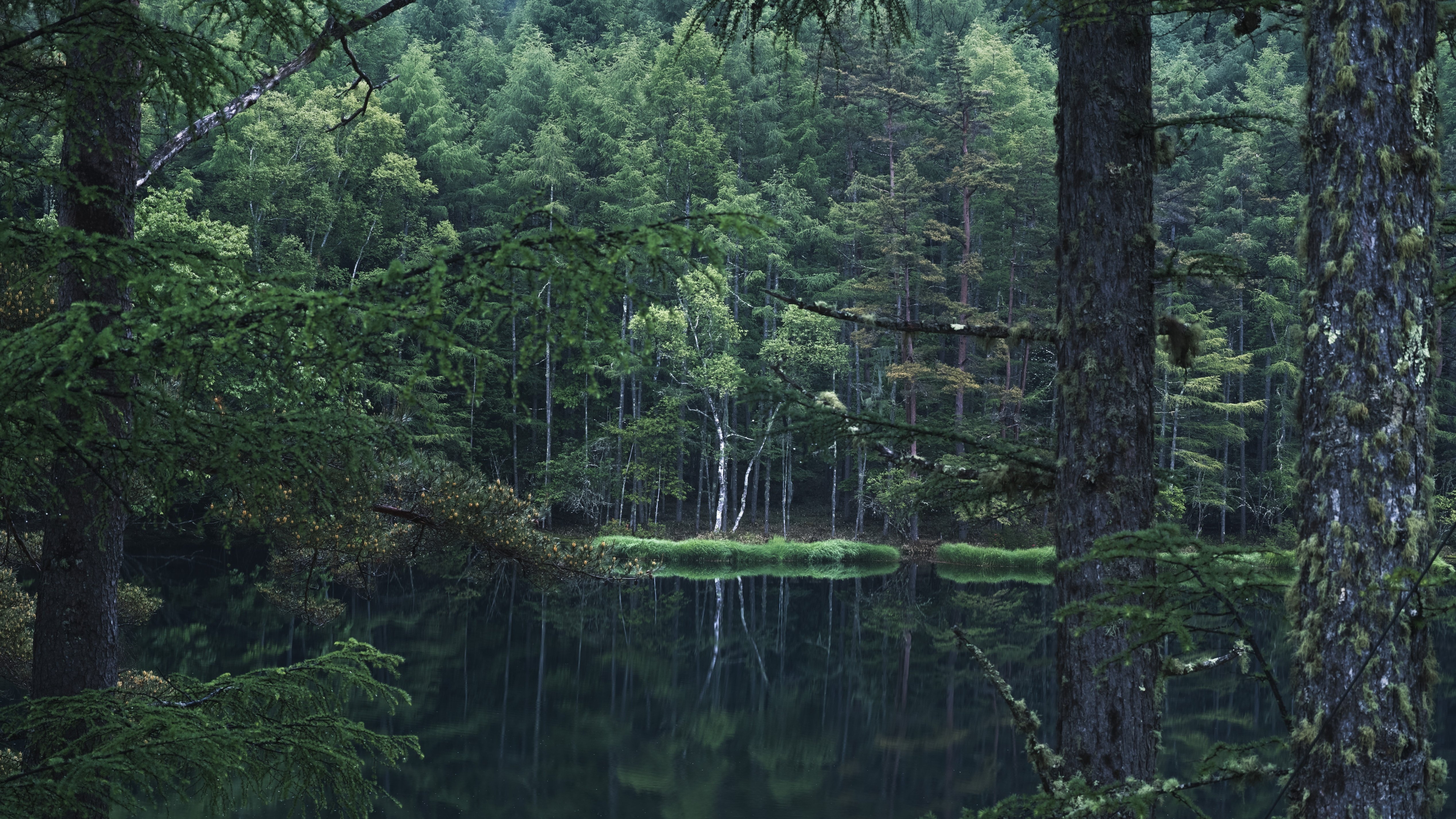 梅雨入りに、北八ヶ岳で白鹿の幻と苔に惑う。｜阪口せりな|静岡8年目