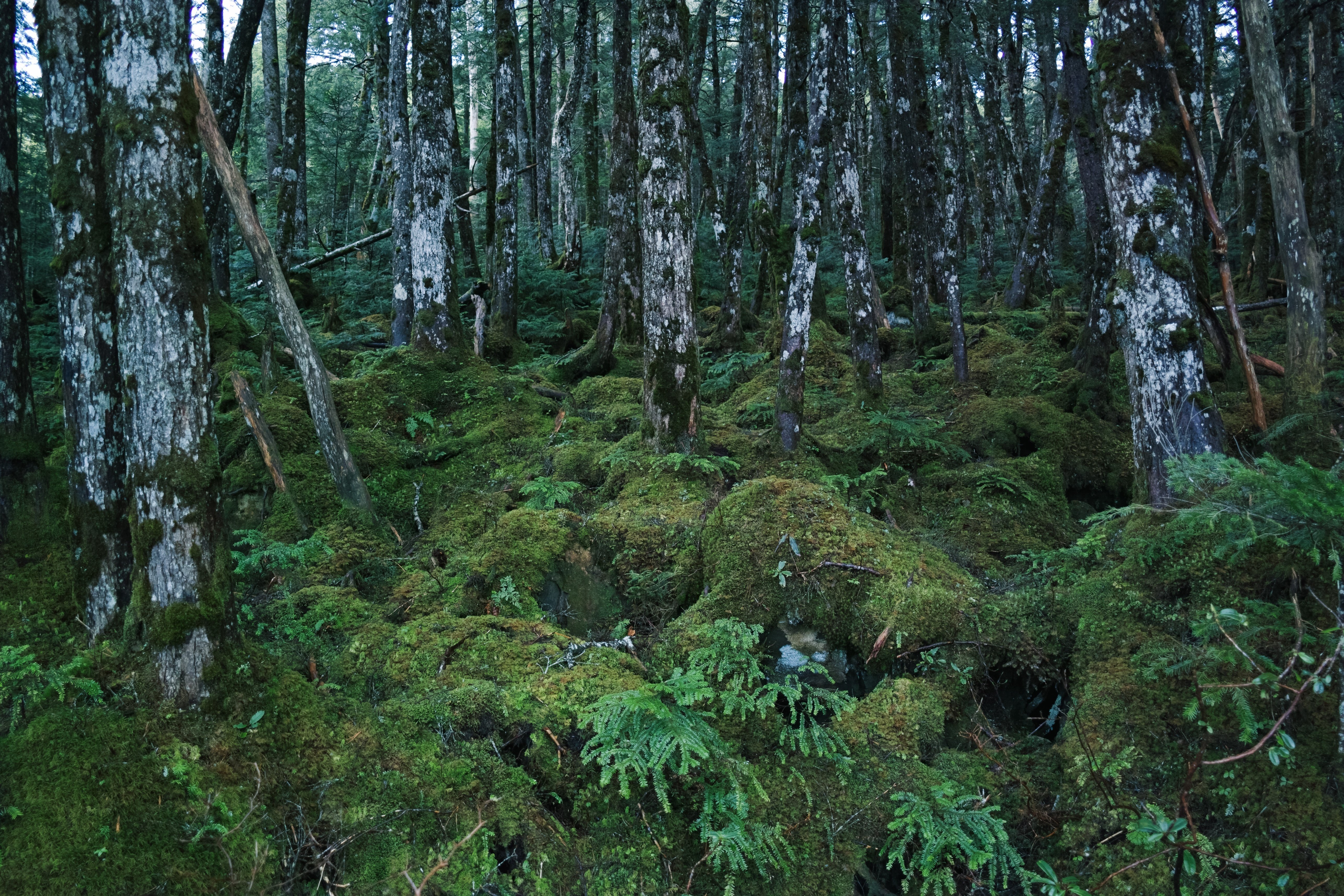 梅雨入りに、北八ヶ岳で白鹿の幻と苔に惑う。｜阪口せりな|静岡8年目