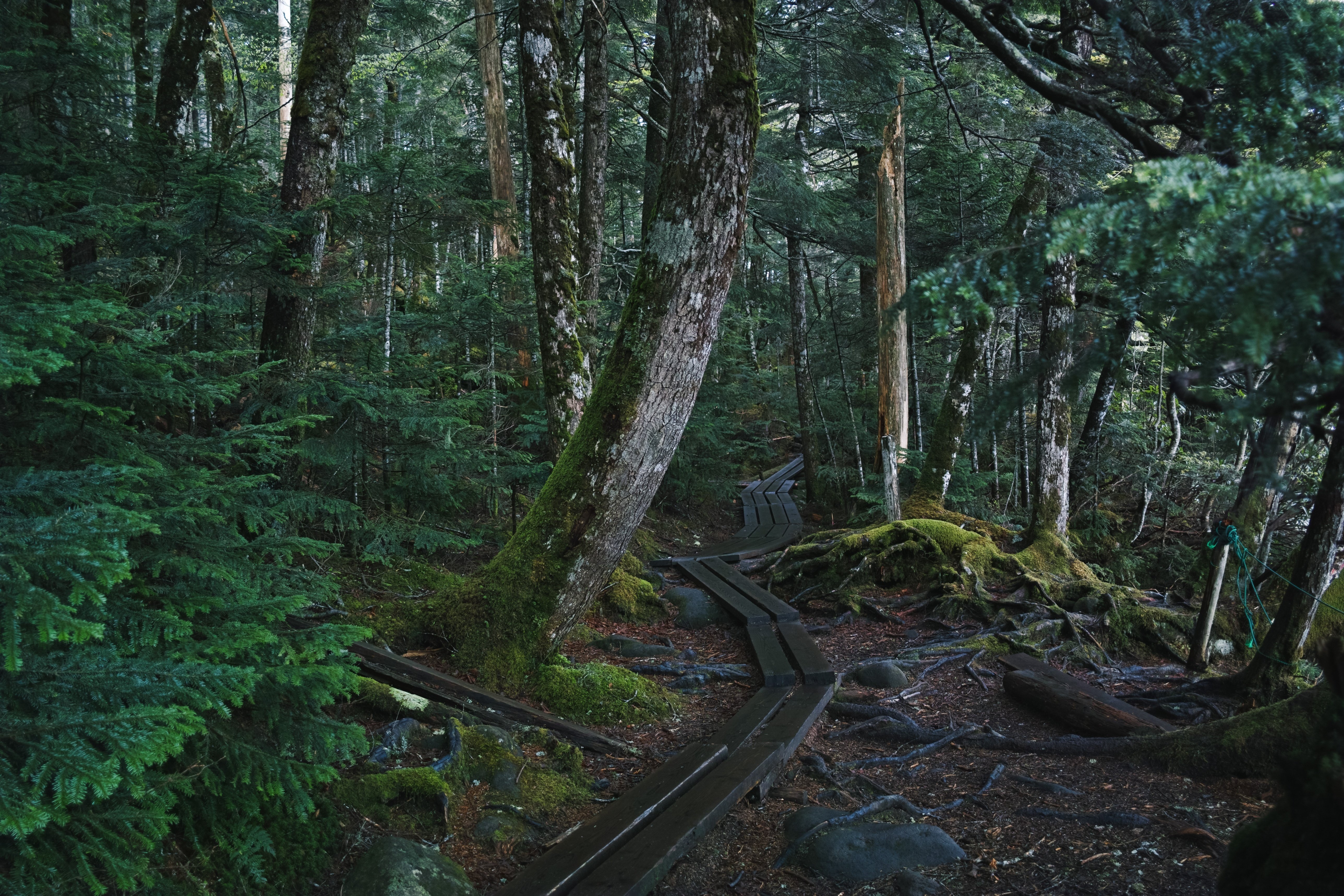 梅雨入りに、北八ヶ岳で白鹿の幻と苔に惑う。｜阪口せりな|静岡8年目