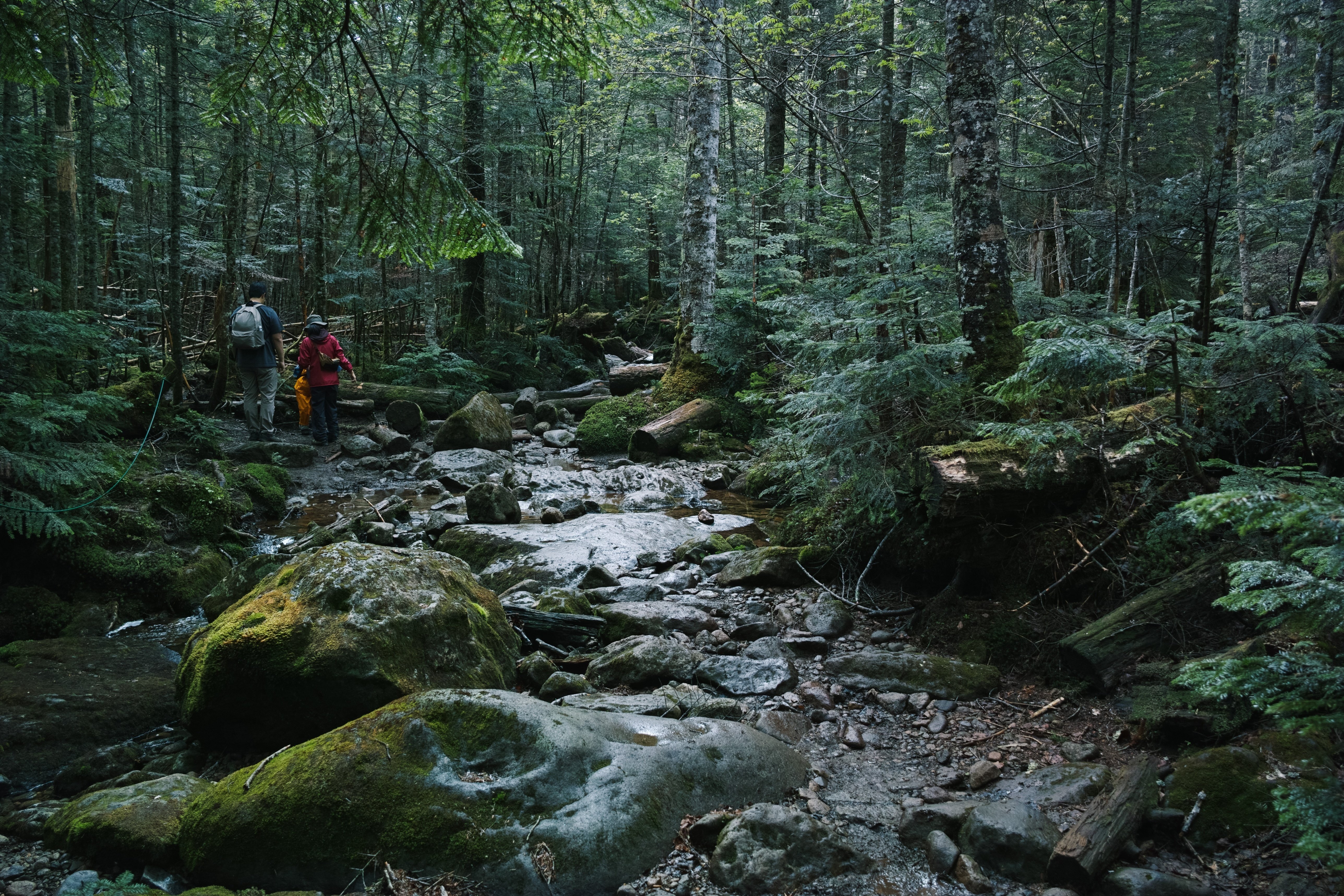 梅雨入りに、北八ヶ岳で白鹿の幻と苔に惑う。｜阪口せりな|静岡8年目