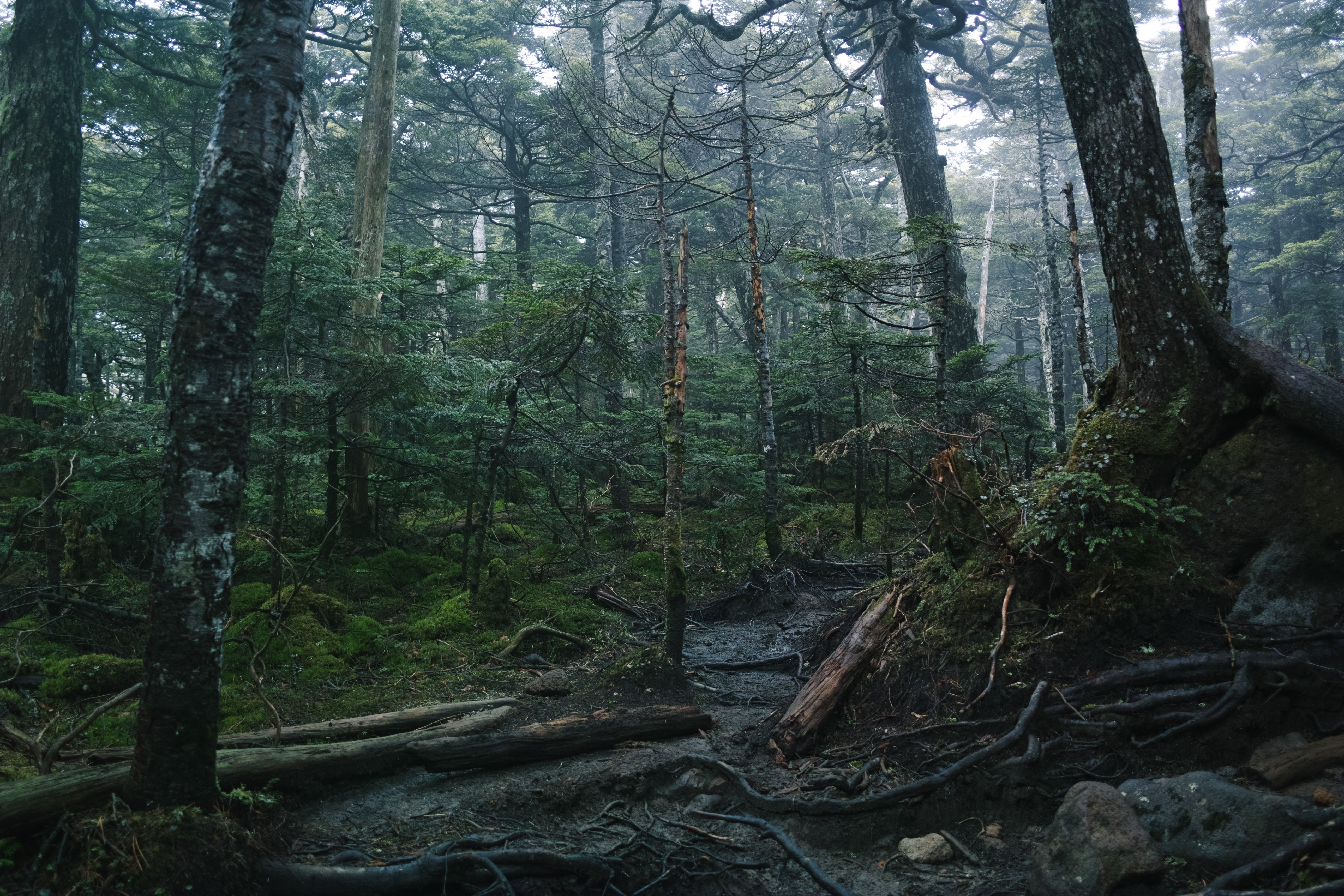 梅雨入りに、北八ヶ岳で白鹿の幻と苔に惑う。｜阪口せりな|静岡8年目
