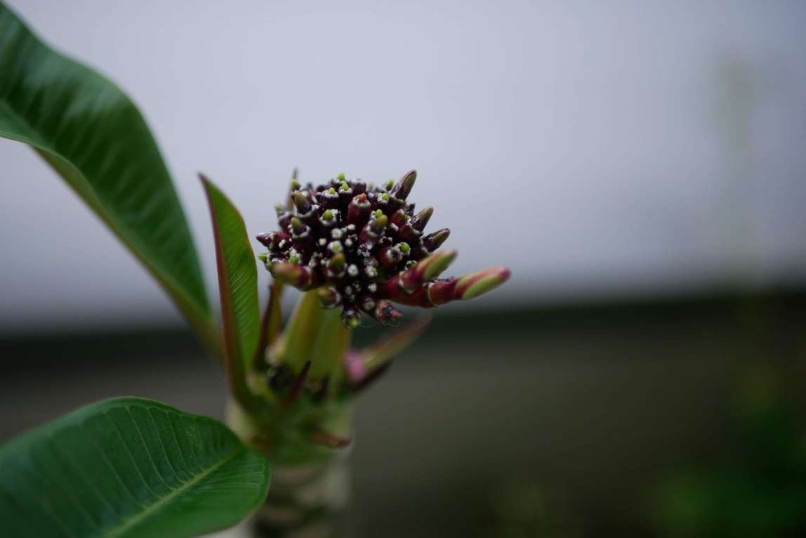 うちの庭のプルメリアに子カマキリが住み着いた話 Yuki Designart Note うちの庭のプルメリアに子カマキリが住み着いた話 Yuki Designart Note