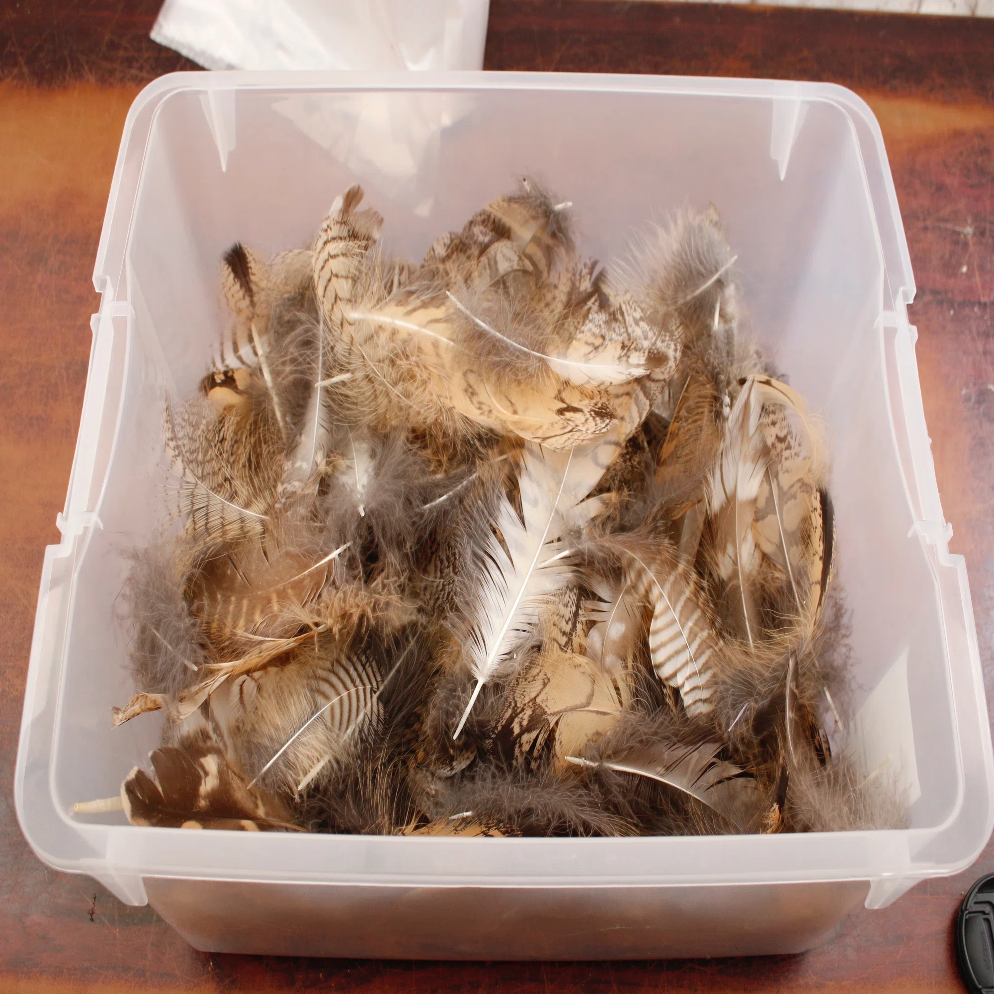 掛川花鳥園スタッフのゆるゆる自由研究 【フクロウの羽の重さは何g 