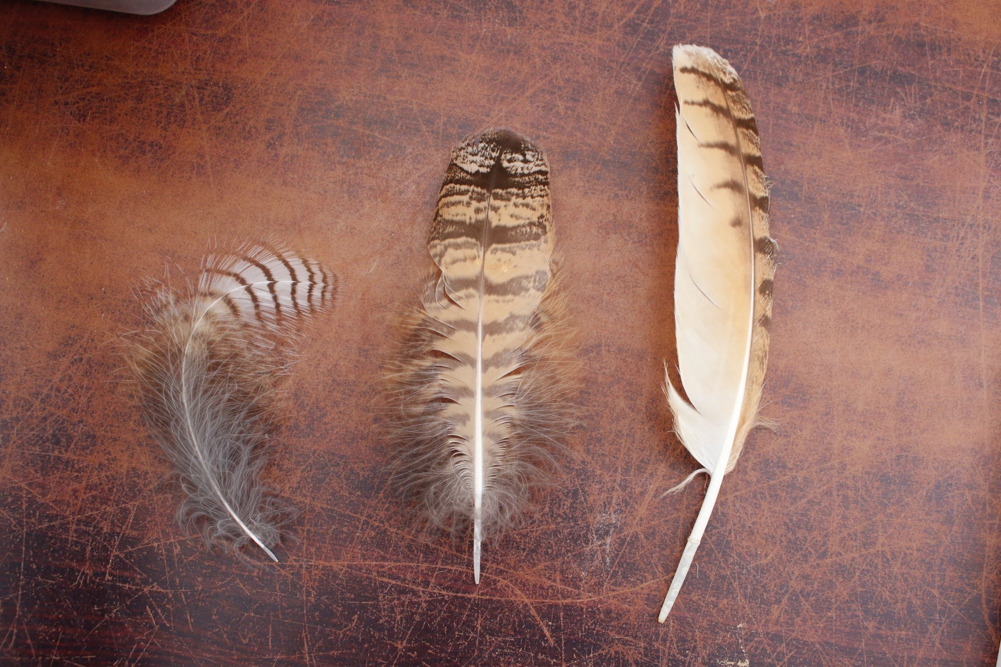 掛川花鳥園スタッフのゆるゆる自由研究 フクロウの羽の重さは何g ブンイチ 文一総合出版 Note 掛川花鳥園スタッフのゆるゆる自由研究 フクロウの羽の重さは何g ブンイチ 文一総合出版 Note