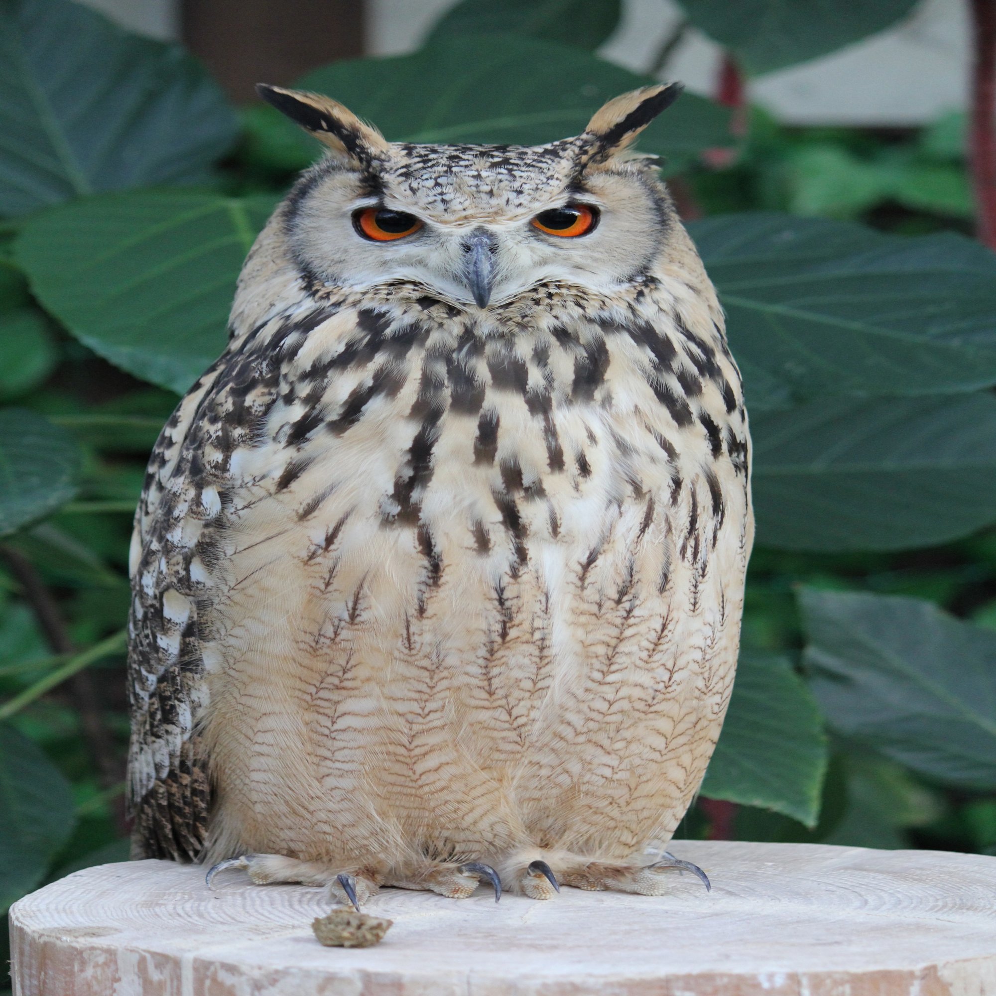 掛川花鳥園スタッフのゆるゆる自由研究 フクロウの羽の重さは何g ブンイチ 文一総合出版 Note