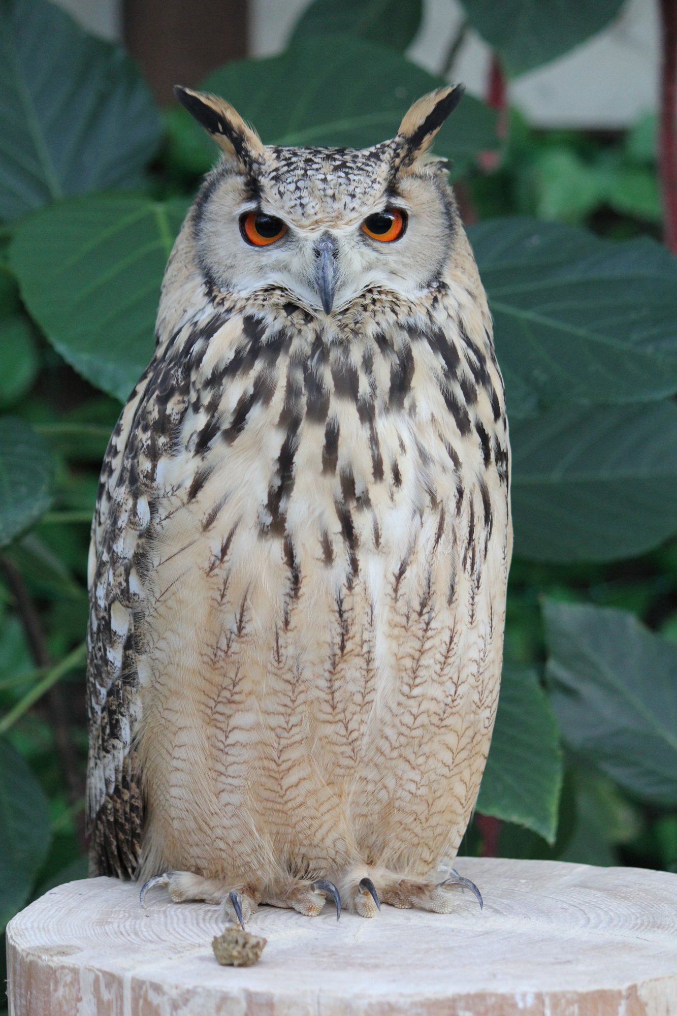 掛川花鳥園スタッフのゆるゆる自由研究 フクロウの羽の重さは何g ブンイチ 文一総合出版 Note 掛川花鳥園スタッフのゆるゆる自由研究 フクロウの羽の重さは何g ブンイチ 文一総合出版 Note
