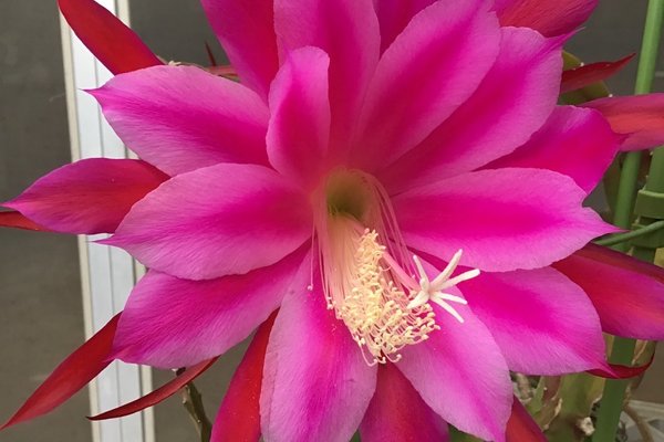 クジャクサボテン の新着タグ記事一覧 Note つくる つながる とどける クジャクサボテン の新着タグ記事一覧 Note つくる つながる とどける