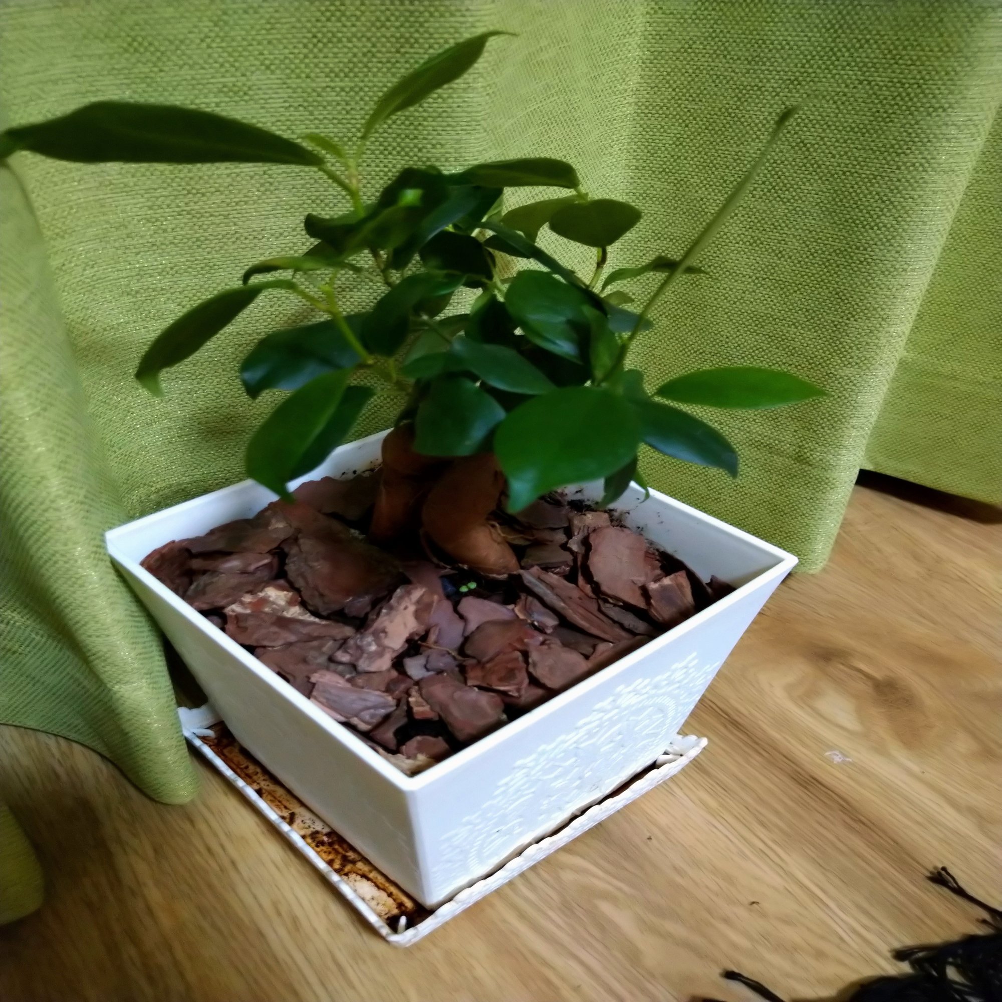 観葉植物を置くときにはコバエ対策も考えて はむむ Note