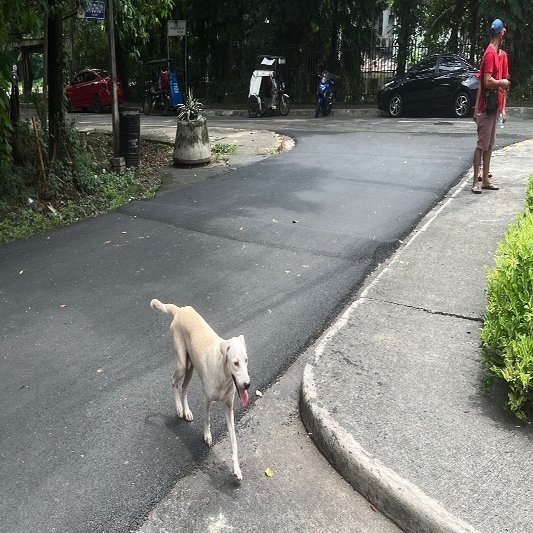 犬と暮らし 犬を食べる 鈴木暁子akikosuzuki Note