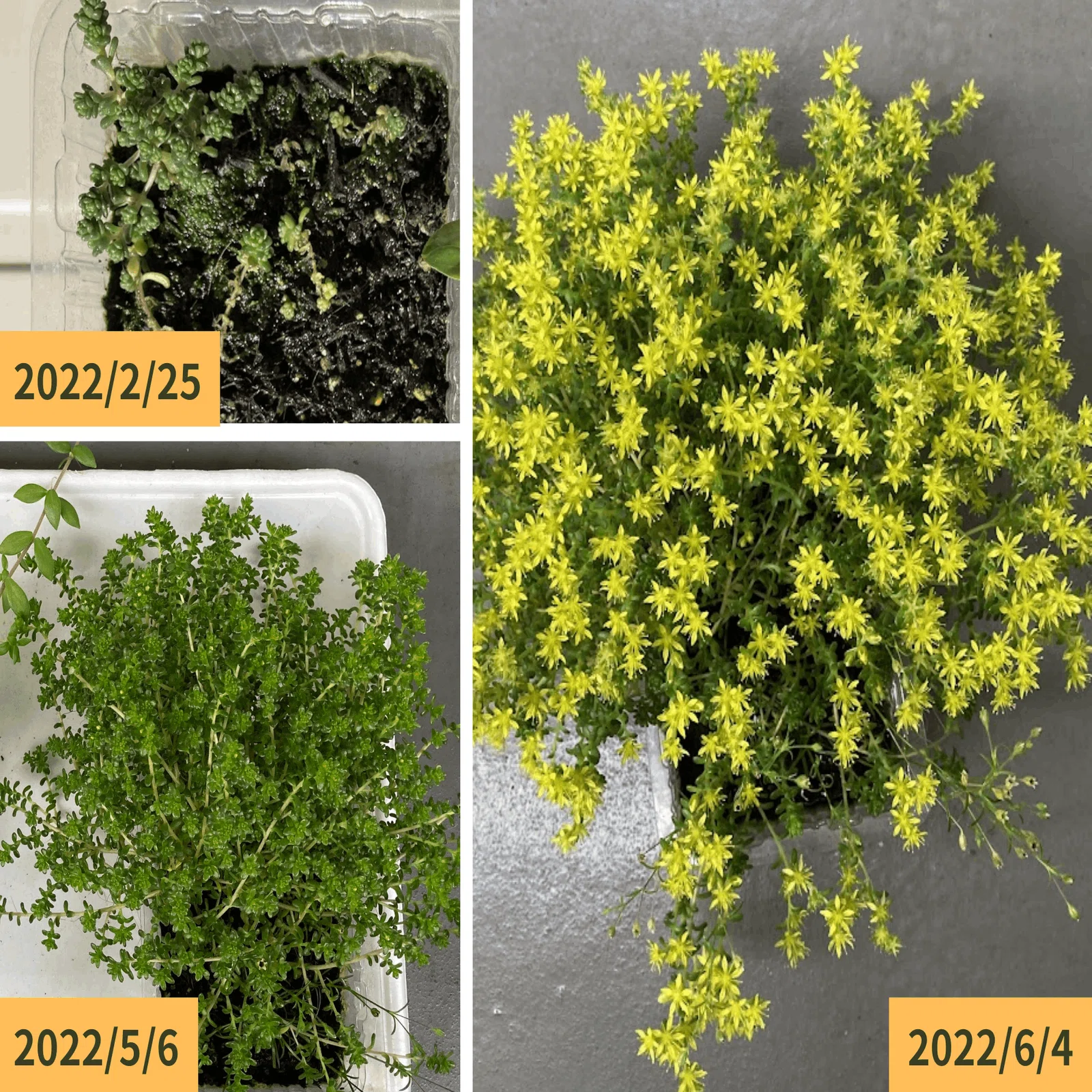 セダムの観察 〜 黄花のグランドカバー｜はこ