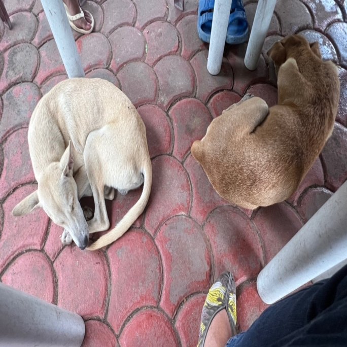犬と暮らし 犬を食べる 鈴木暁子akikosuzuki Note