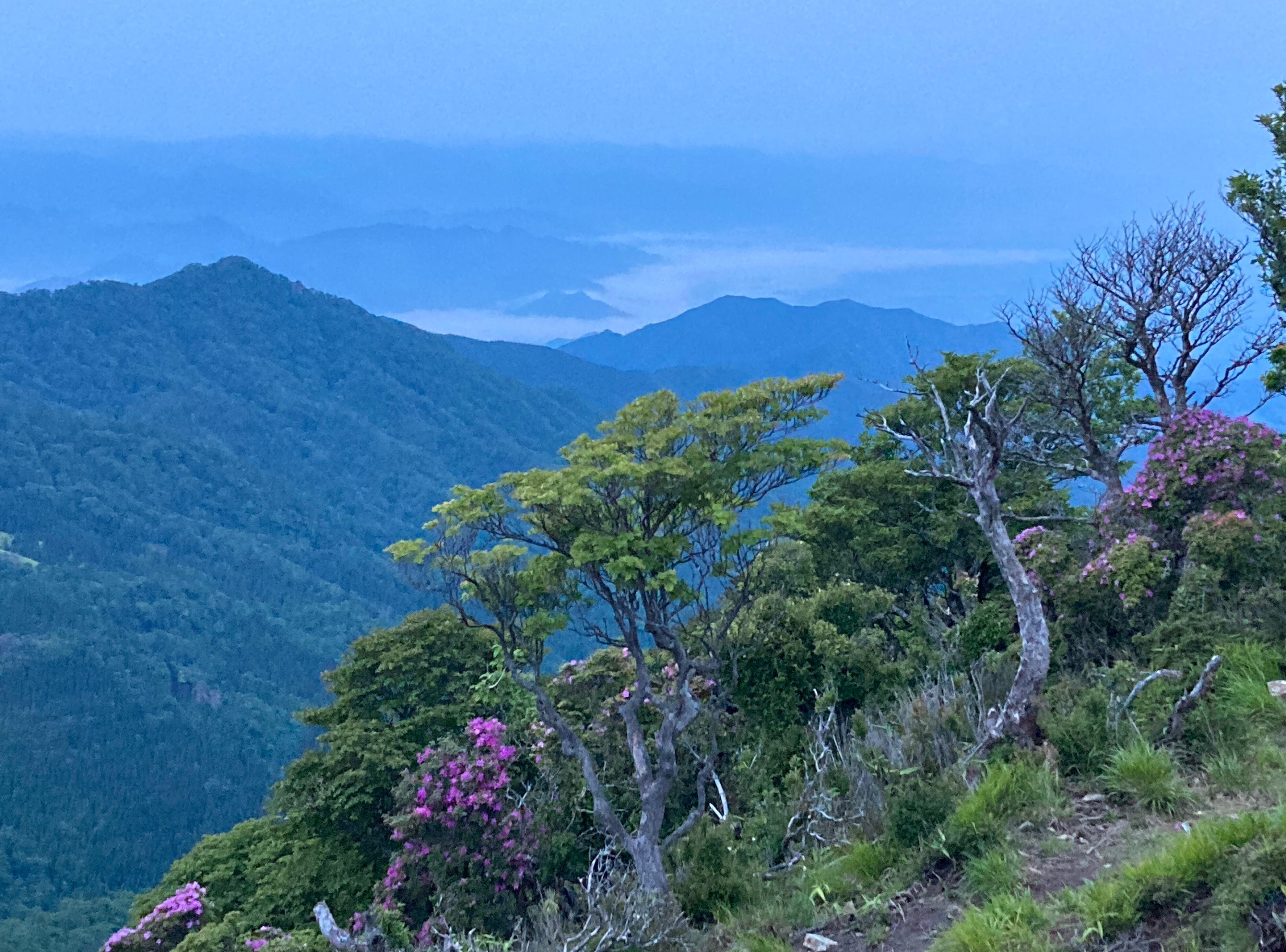 オオヤマレンゲの花咲く祖母山｜させぼ山酔倶楽部 よっちゃん