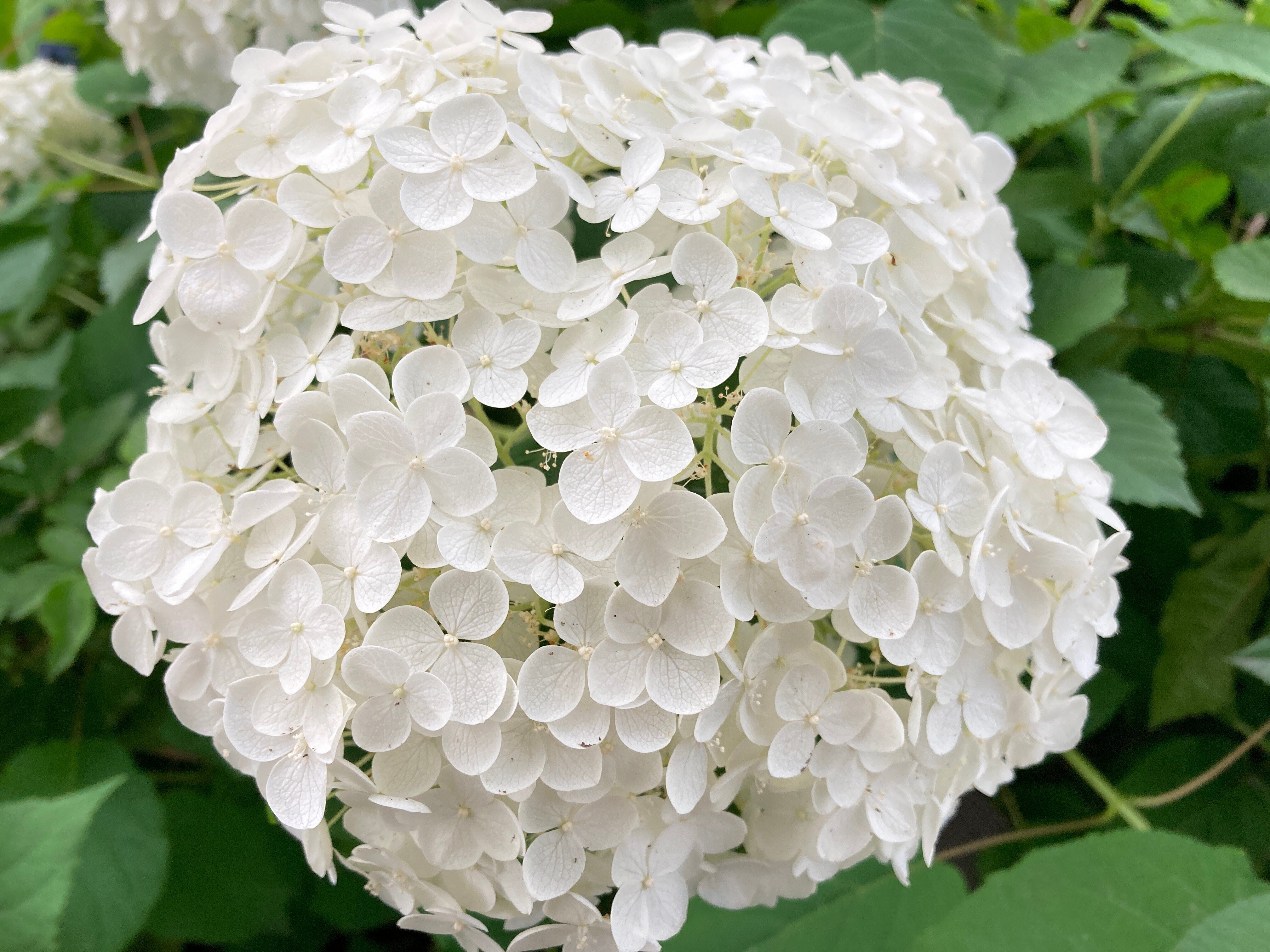 紫陽花の咲く道｜ま➖