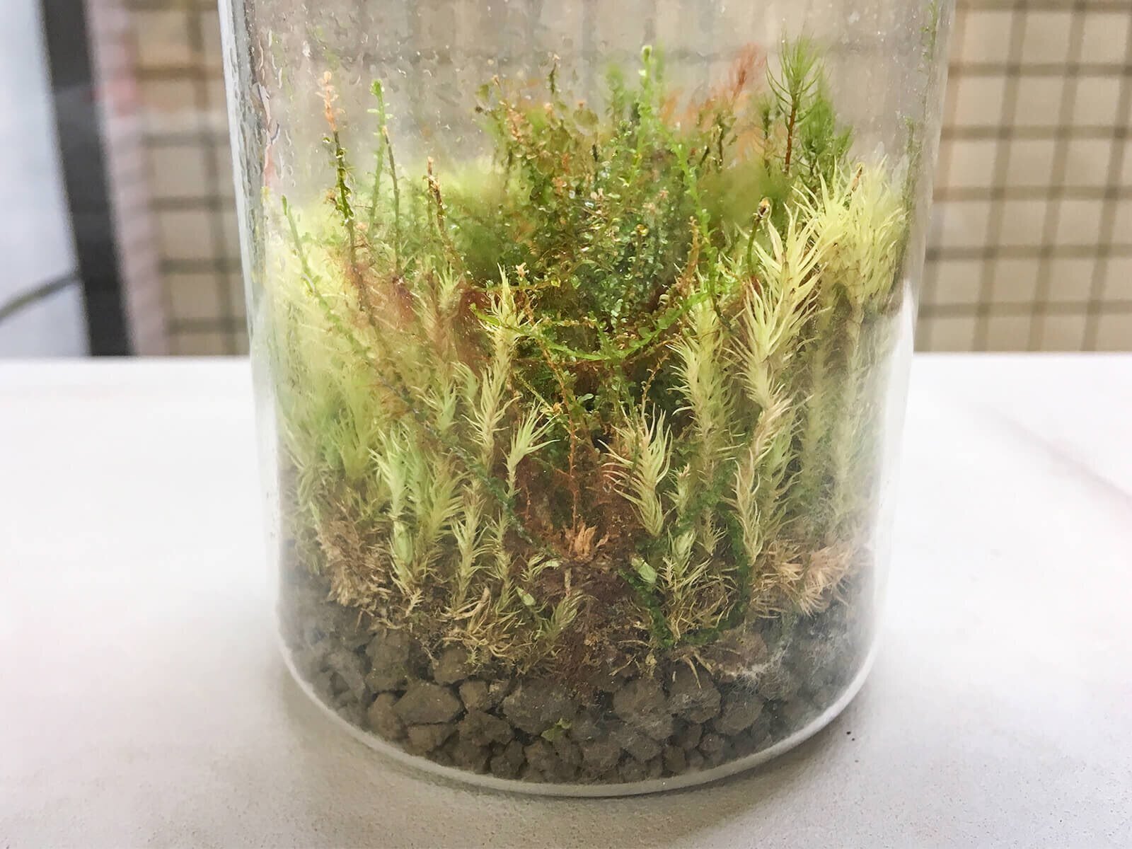 苔テラリウムのお手入れ方法から見えてきた コケの意外な姿 ブンイチ 文一総合出版 Note