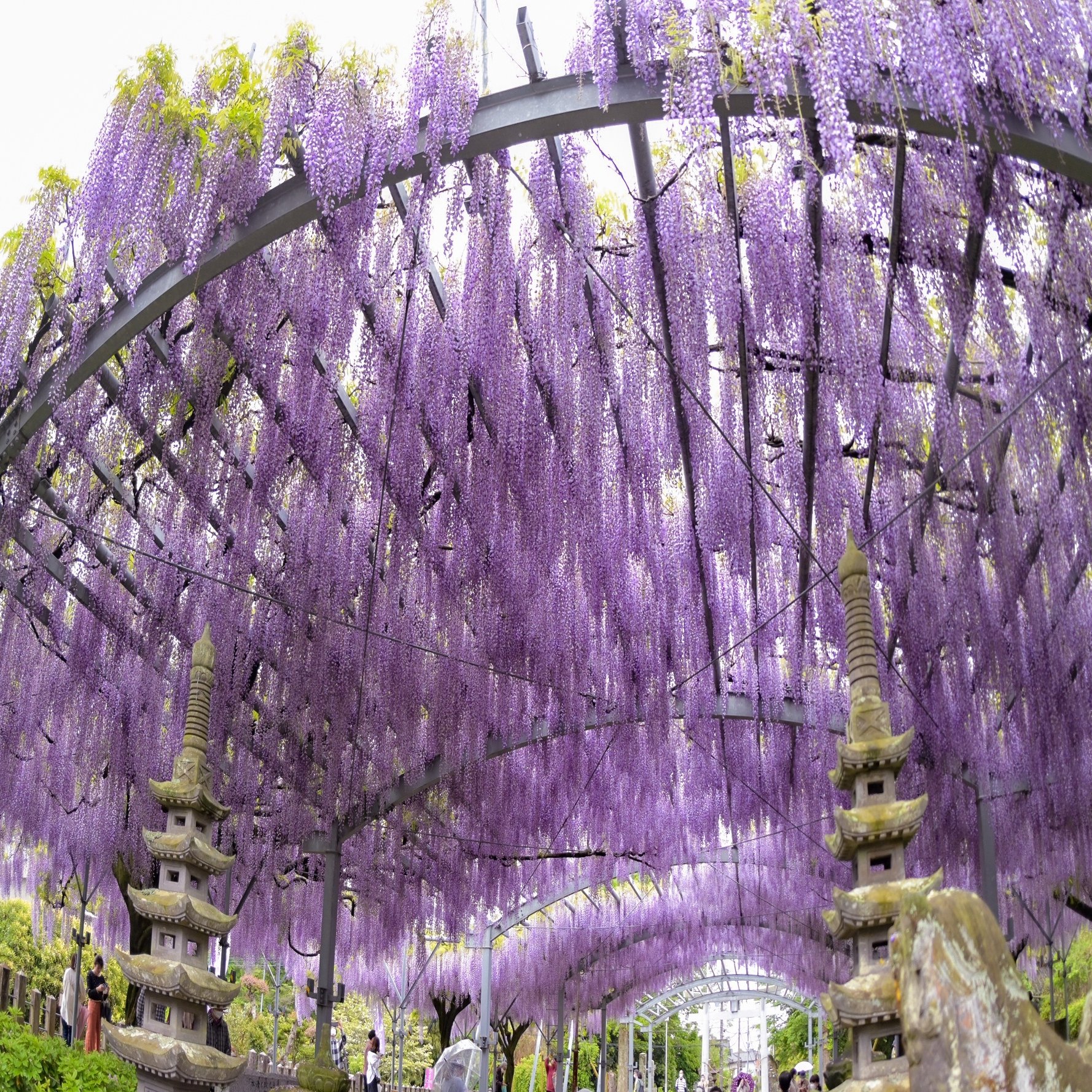 春風揺らす藤の花 山田の藤 樹齢0年の天然記念物 熊本県玉名市 玉名の自然 景観 風物詩 Note