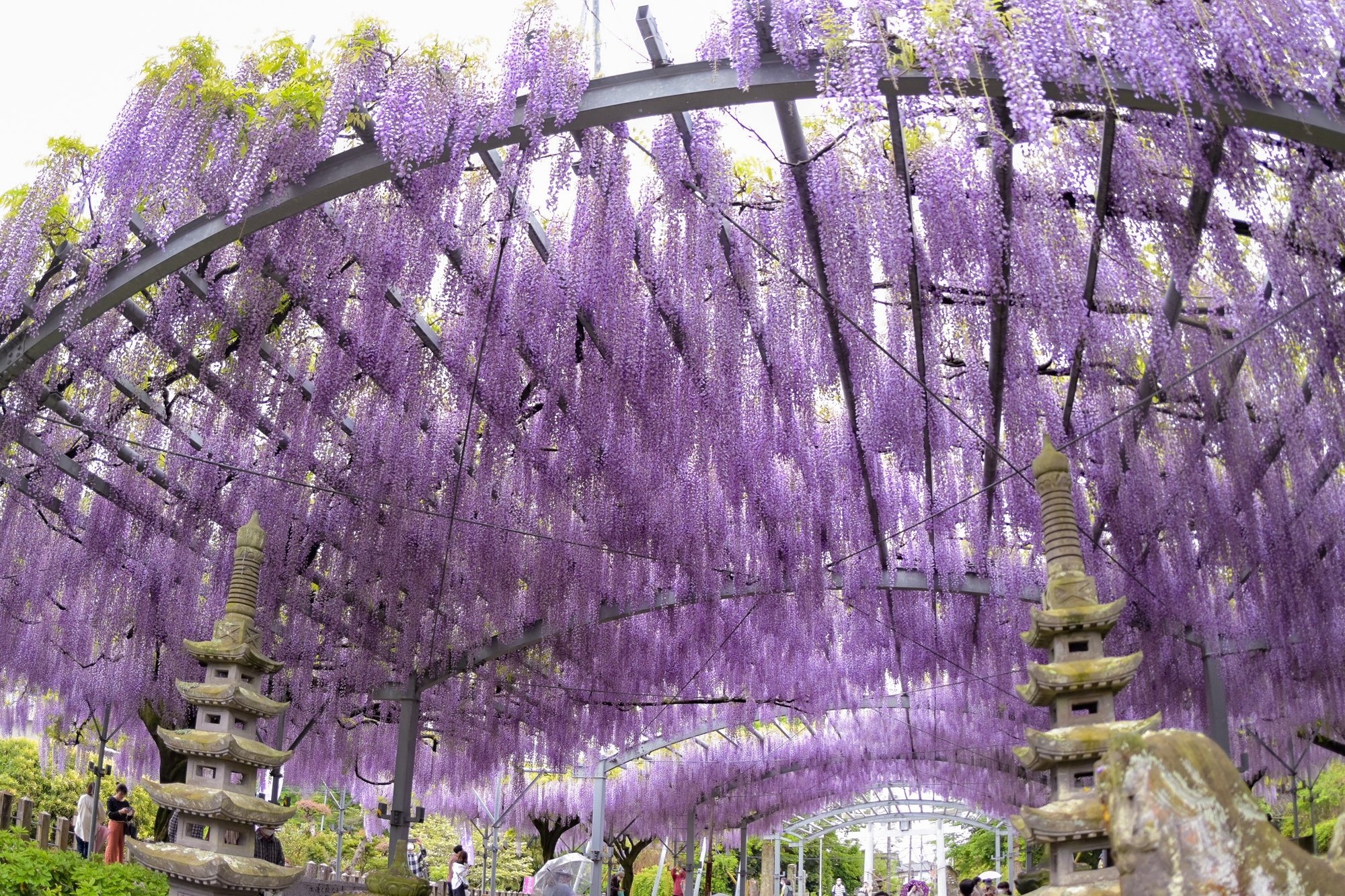 春風揺らす藤の花 山田の藤 樹齢0年の天然記念物 熊本県玉名市 玉名の自然 景観 風物詩 Note 春風揺らす藤の花 山田の藤 樹齢0年の天然記念物 熊本県玉名市 玉名の自然 景観 風物詩 Note