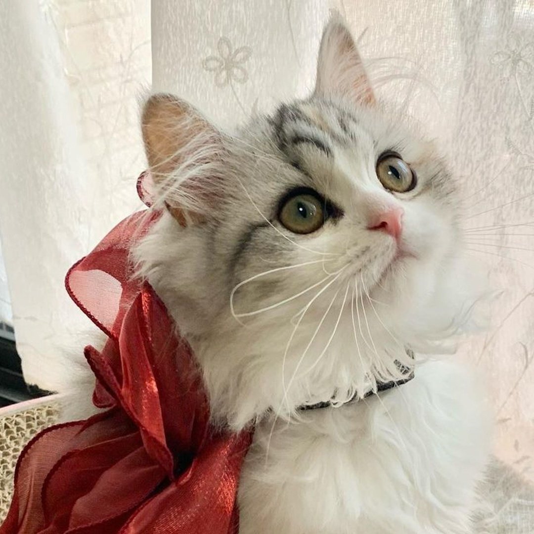 ゴシック小物まとめ売り Amazon.co.jp: オリケシ たっぷりすみっコDXセット : おもちゃ