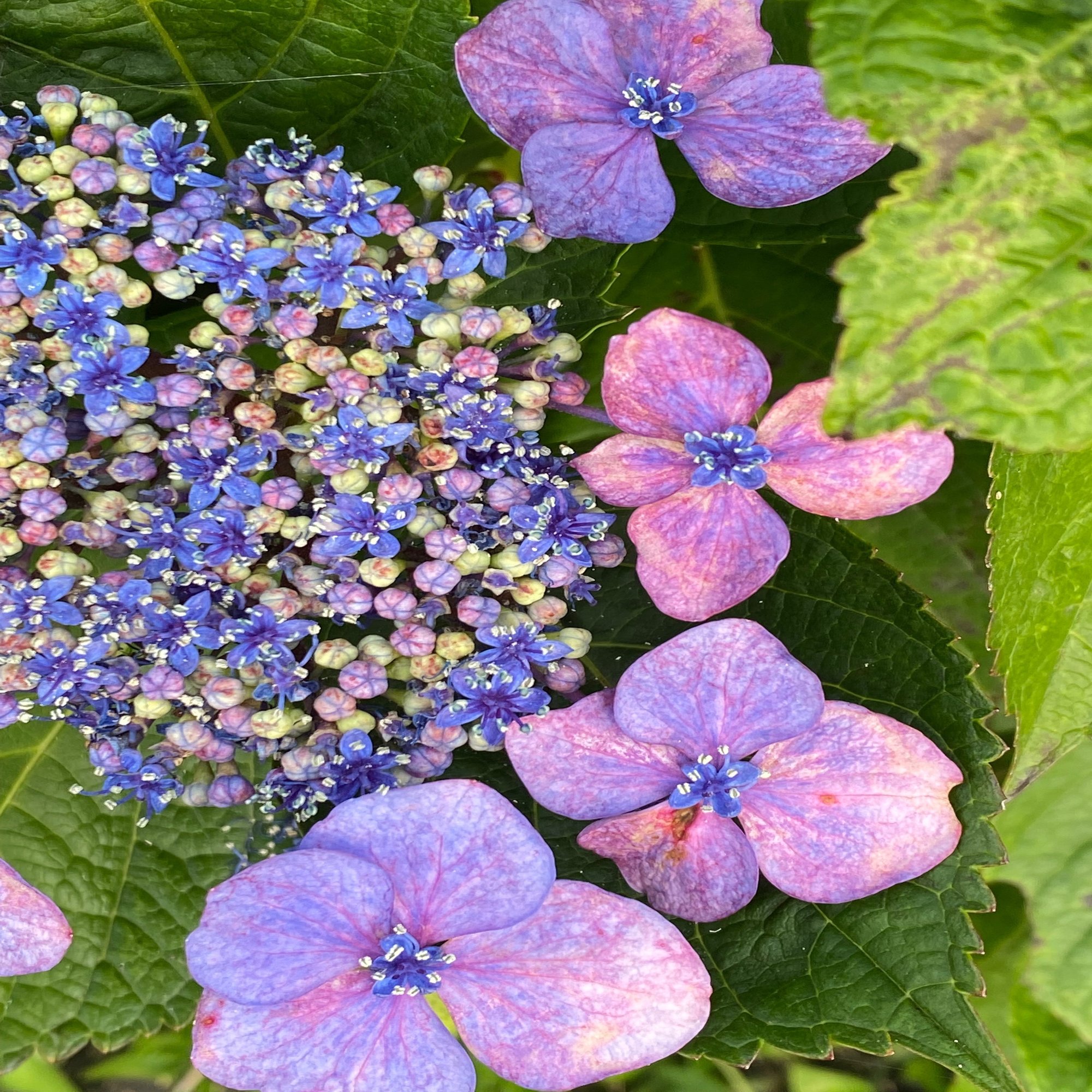 梅雨の花ー紫陽花のお話その 紫陽花の本当の花を見たことがありますか Haco ガーデンプランナー 庭のある暮らし植物のある暮らし Note