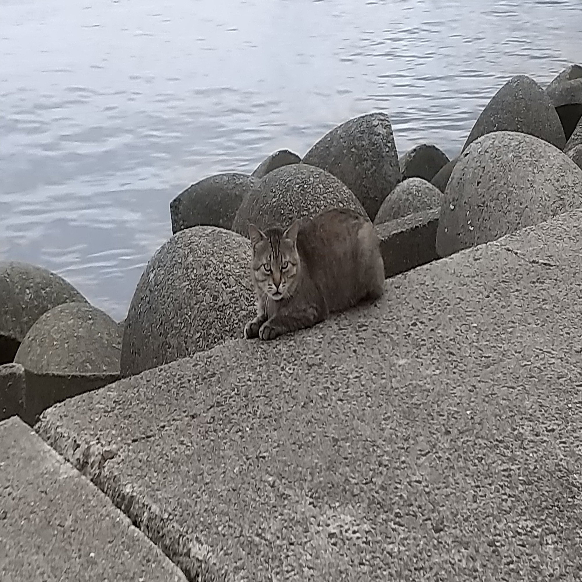 穴釣りのススメ 大物に出会えるかも 初心者でも簡単に大物が釣れる秘密の釣法 魚もカニも 時には信じられない高級生物も釣れる 龍キング 釣り Note