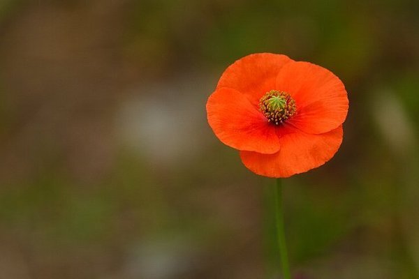 ナガミヒナゲシ の新着タグ記事一覧 Note つくる つながる とどける ナガミヒナゲシ の新着タグ記事一覧 Note つくる つながる とどける