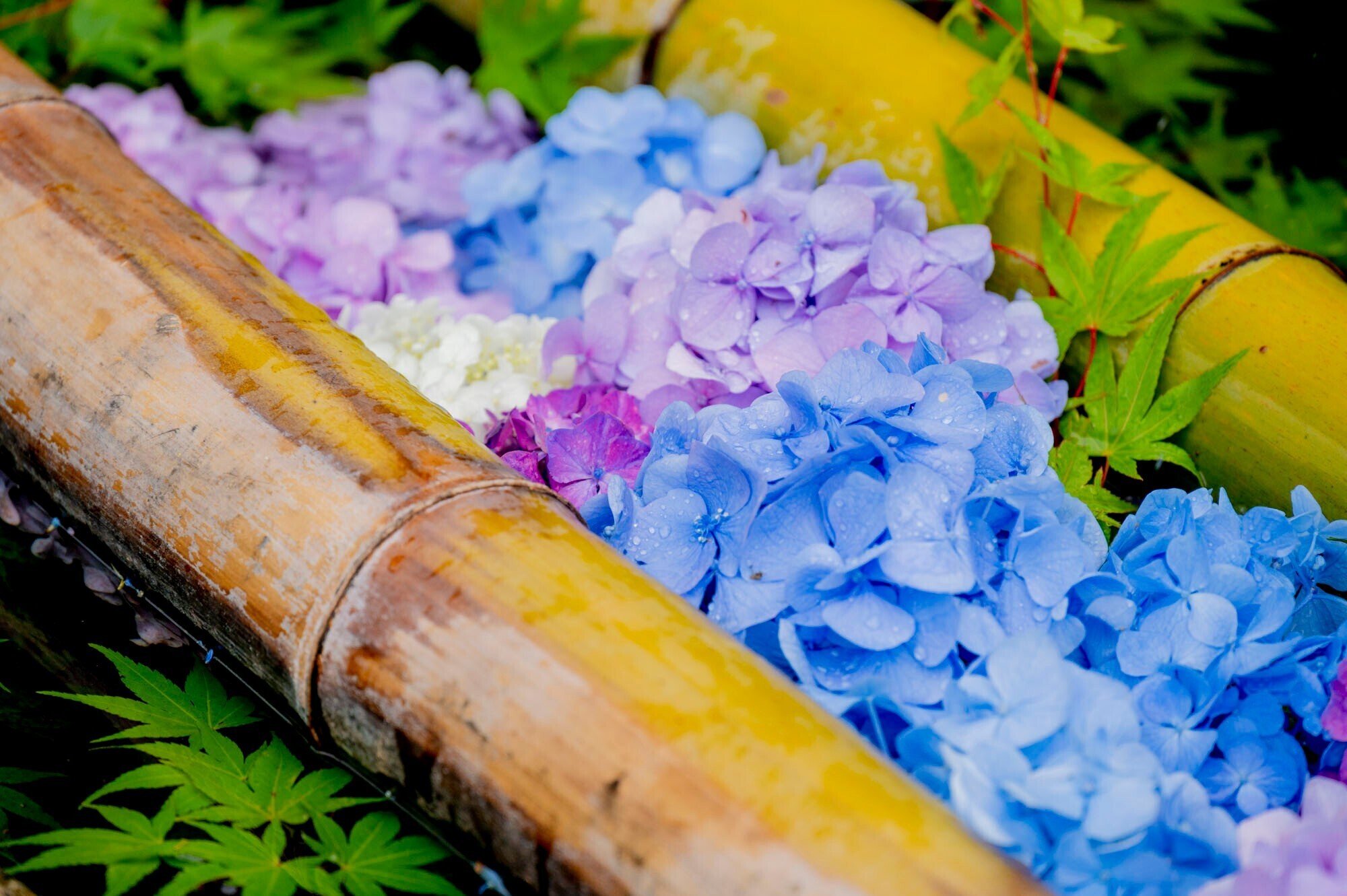 あたらしい日常 の採集 13 花手水 ぷらいまり Note
