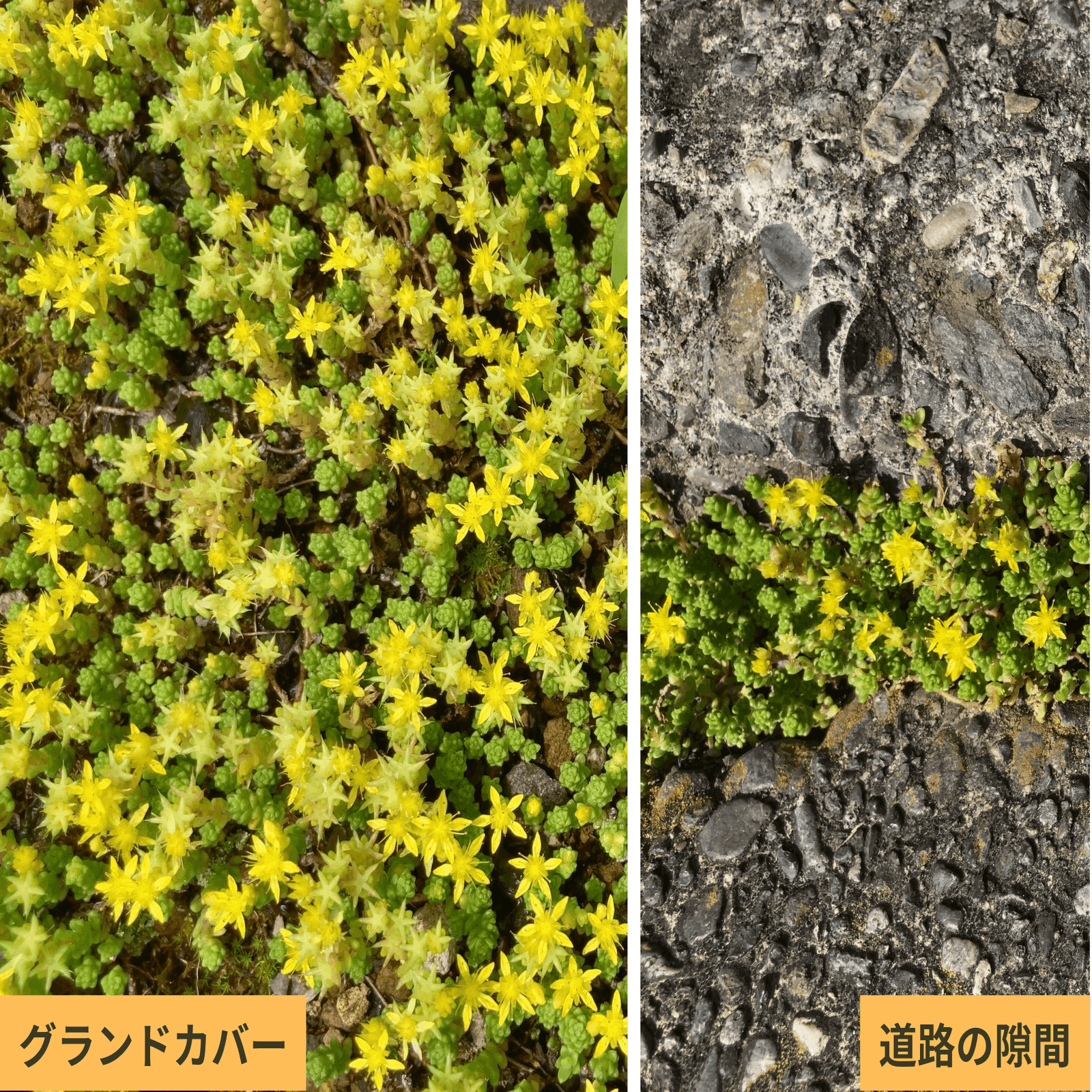 セダムの観察 〜 黄花のグランドカバー｜はこ