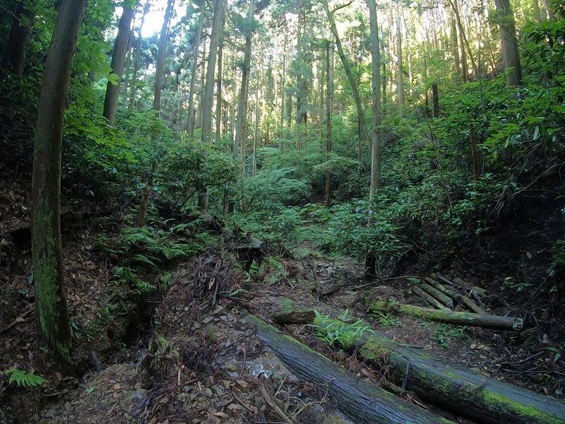 ニノ沢・三ノ沢分岐から下流方向