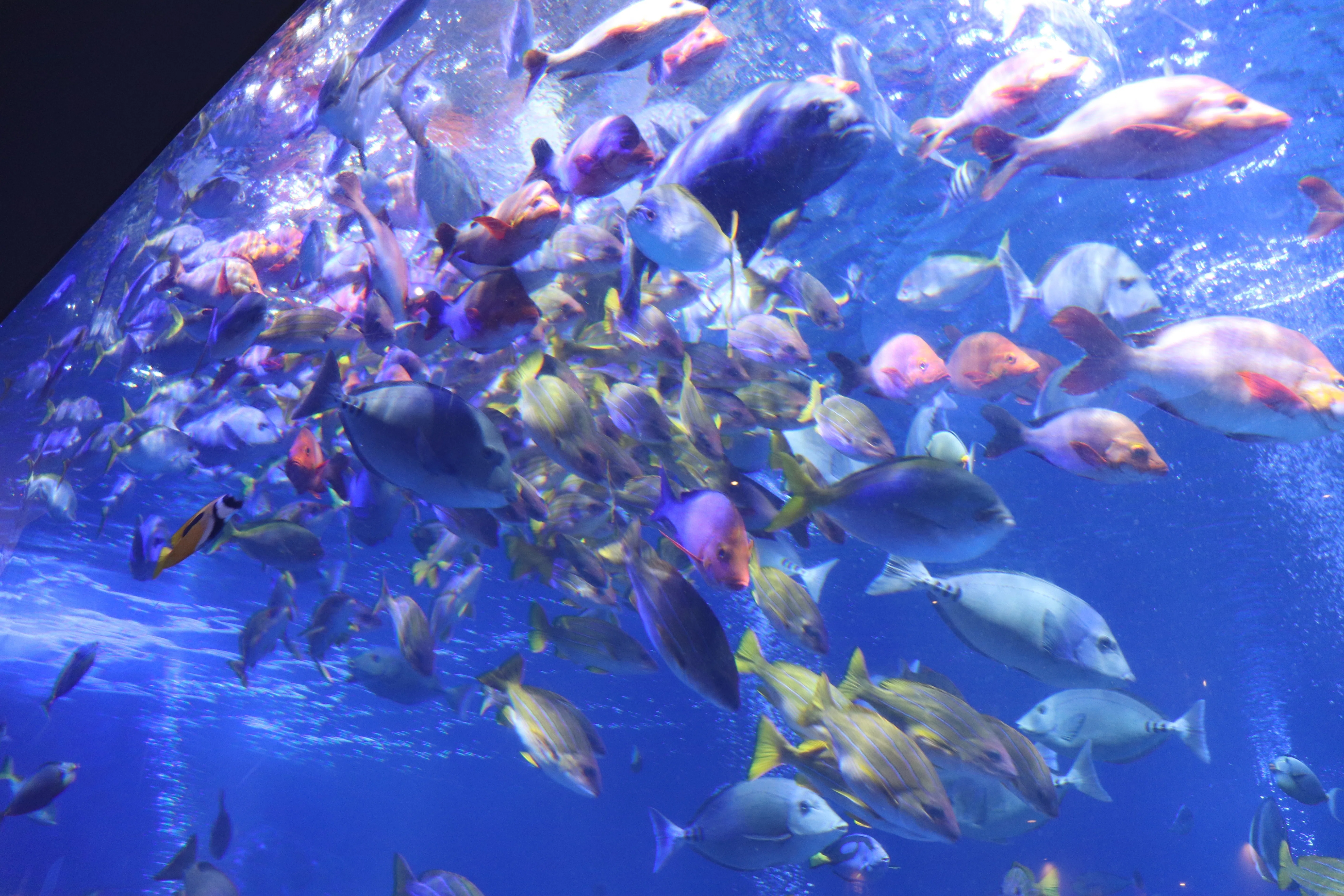 鳥羽水族館に行ってきました｜しょいシャーク