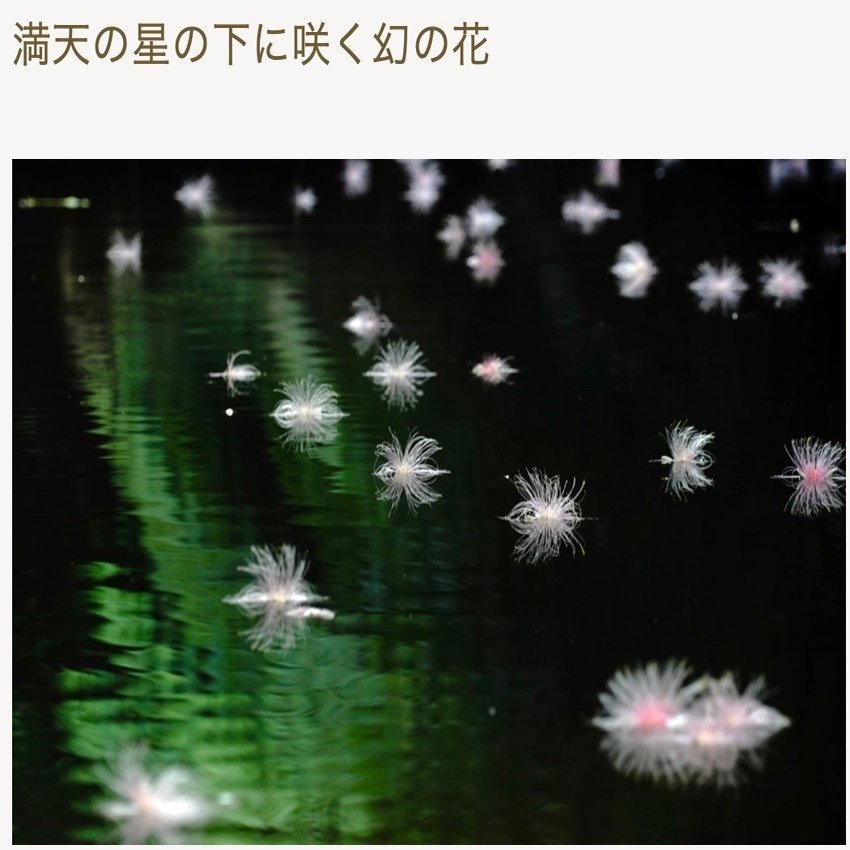 サガリバナの花言葉 井上泉 香草スタイル Note