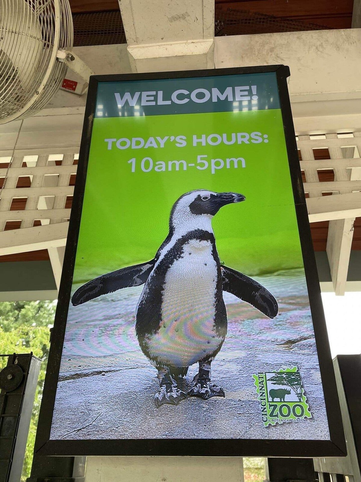 シマハイイロギツネ 他]2022年初夏、アメリカ周遊。ビールと動物園、アードウルフ。写真多め。｜cincy_aki