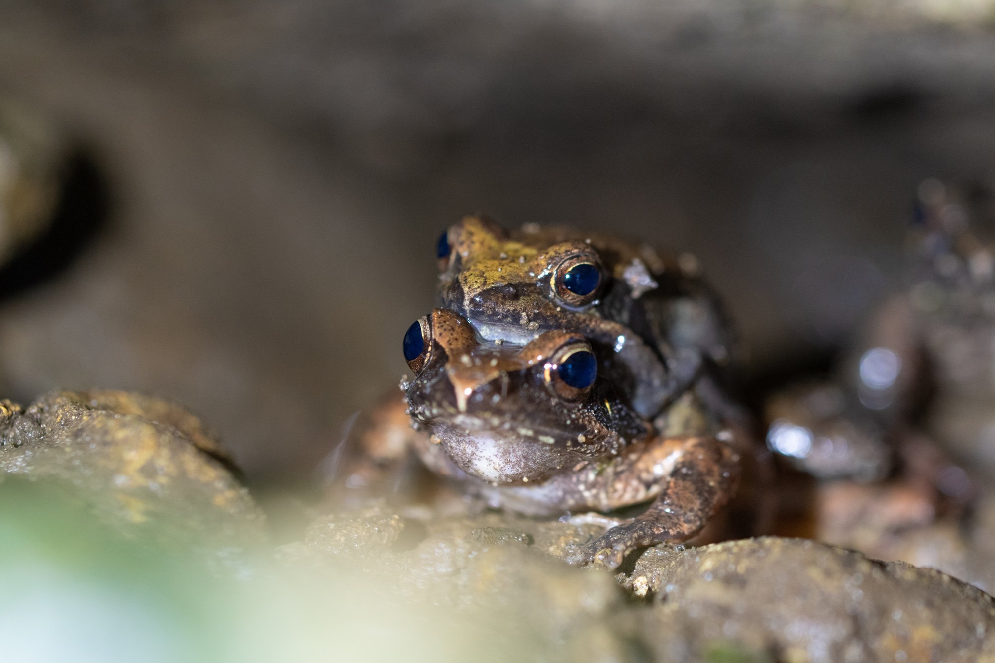 タゴガエルがすごい Forestbank Note タゴガエルがすごい Forestbank Note