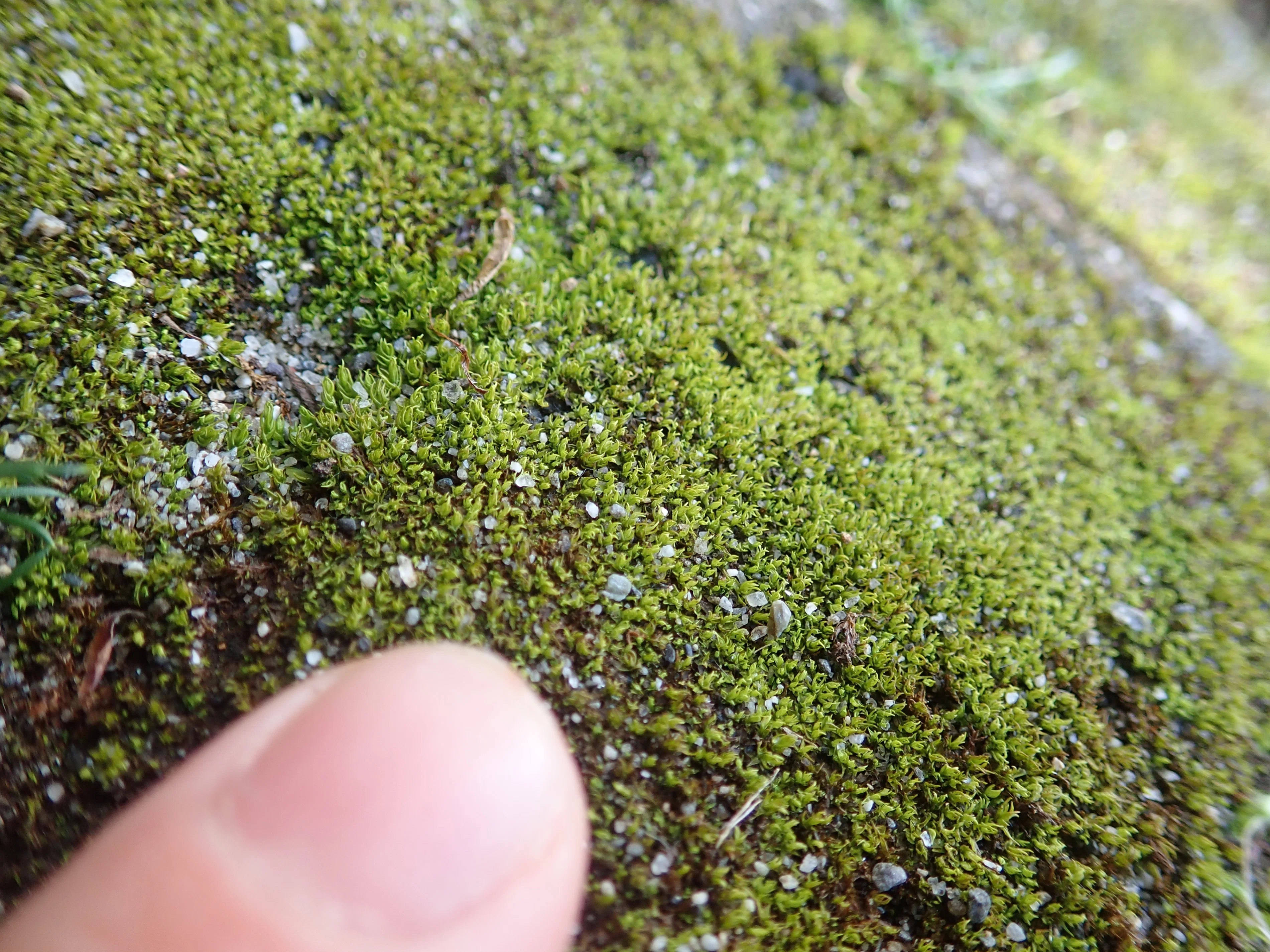 水を吸って大変身!?「苔の劇的ビフォーアフター」をタイムラプスで撮影