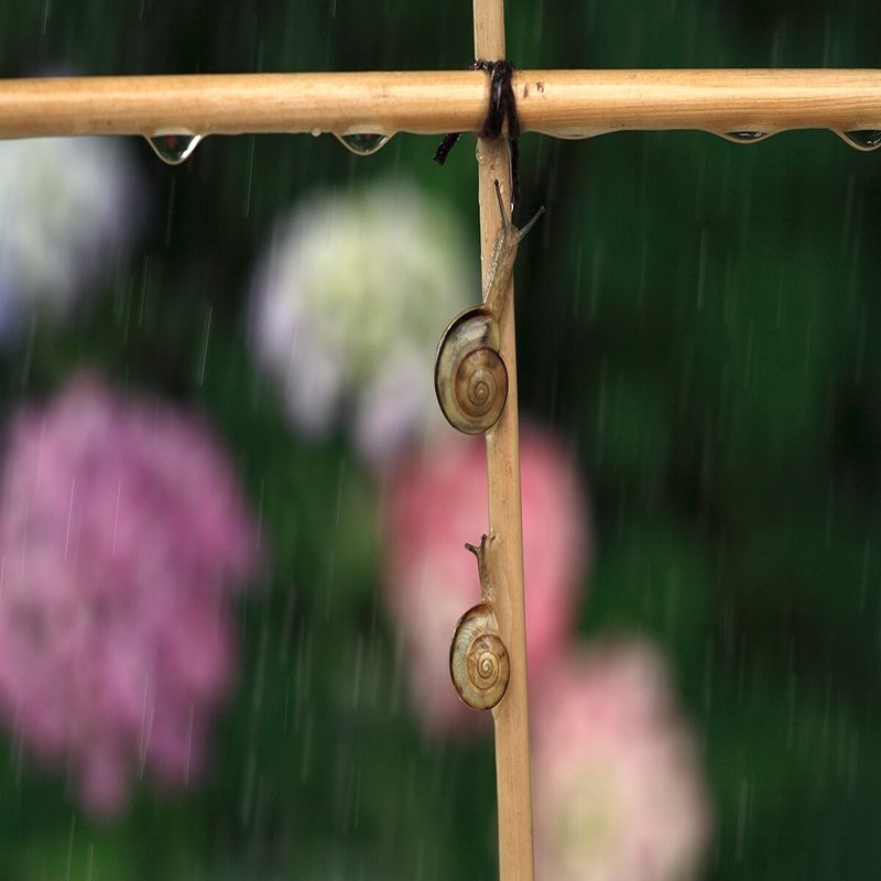 カタツムリのツノって何 目玉はどこにある ブンイチ 文一総合出版 Note