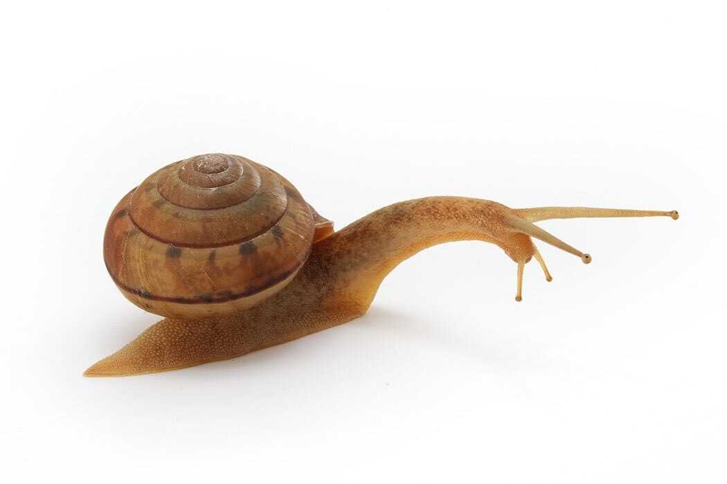 カタツムリのツノって何 目玉はどこにある ブンイチ 文一総合出版 Note カタツムリのツノって何 目玉はどこにある ブンイチ 文一総合出版 Note