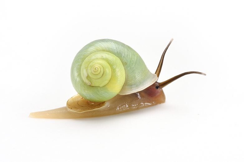 カタツムリのツノって何 目玉はどこにある ブンイチ 文一総合出版 Note