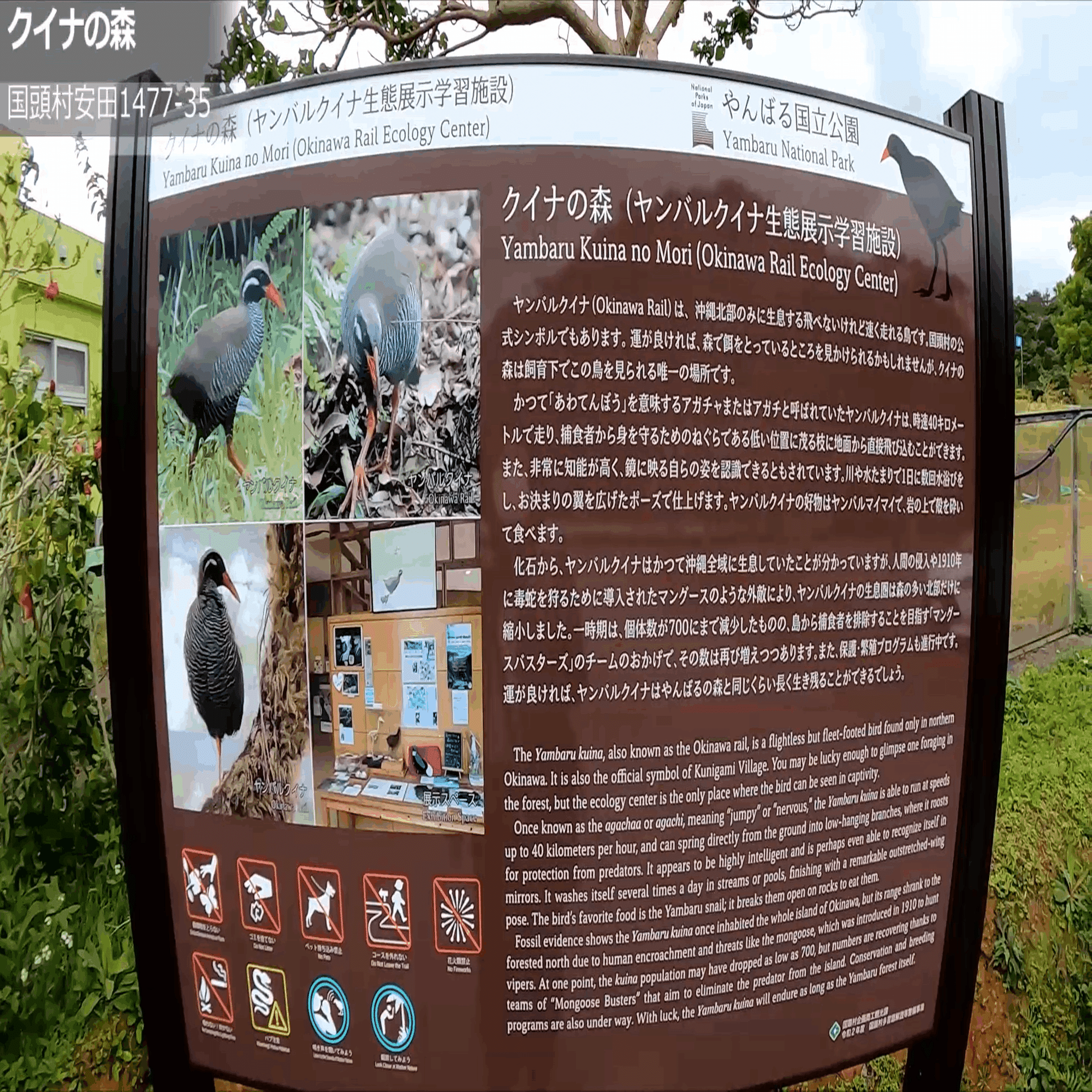 貴重なヤンバルクイナに遭遇 ヤンバルクイナ生態展示学習施設 クイナの森 沖縄やんばる世界遺産おすすめスポット 4 あるくる Note