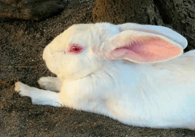 獣医師監修うさぎに目が赤いイメージがあるのはなぜ？目や周囲