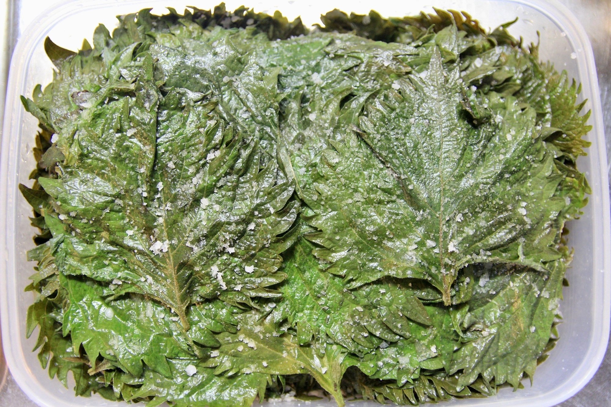 大葉 青じそ の塩漬け Yuka Note 大葉 青じそ の塩漬け Yuka Note