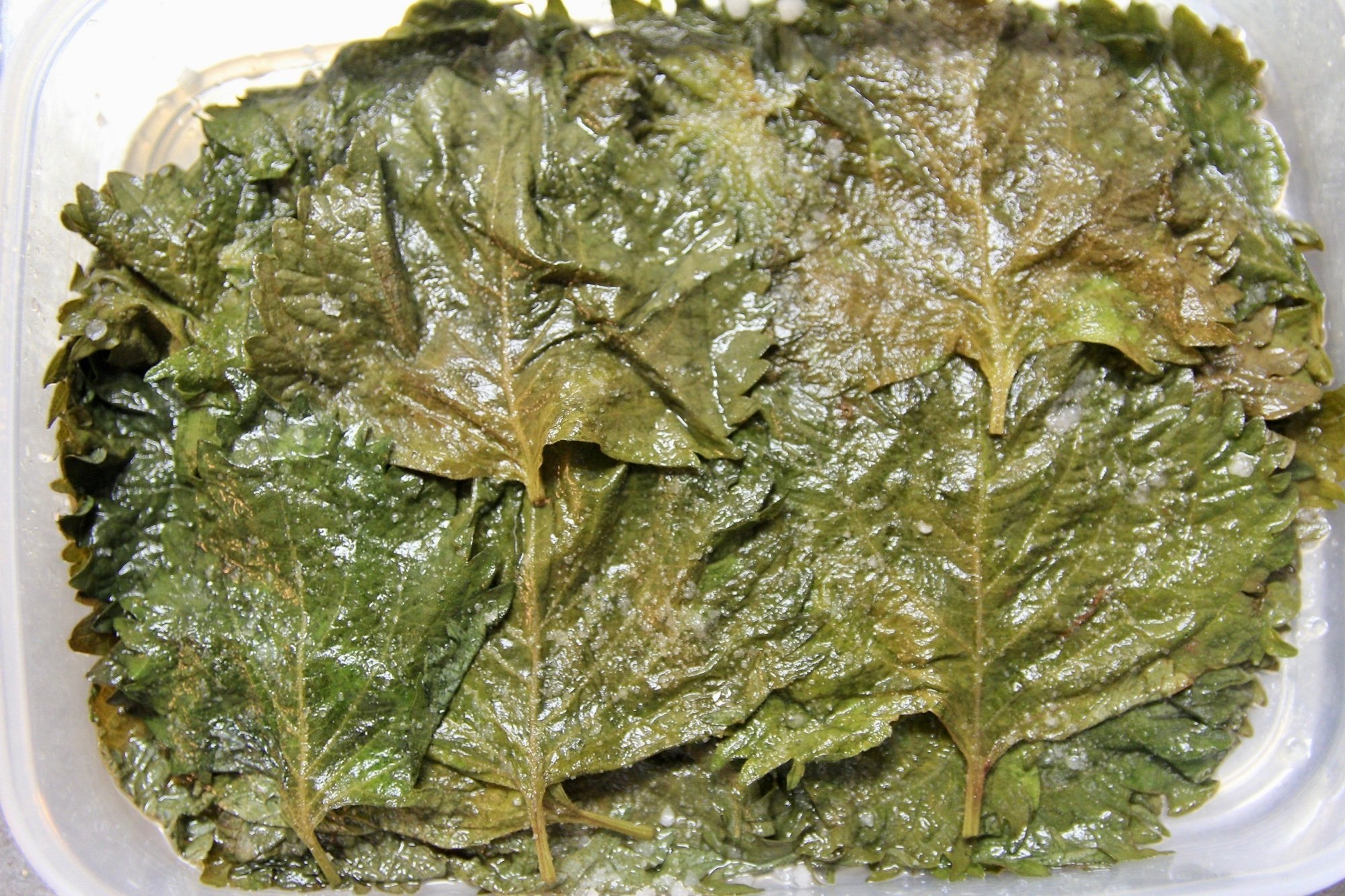 大葉 青じそ の塩漬け Yuka Note 大葉 青じそ の塩漬け Yuka Note