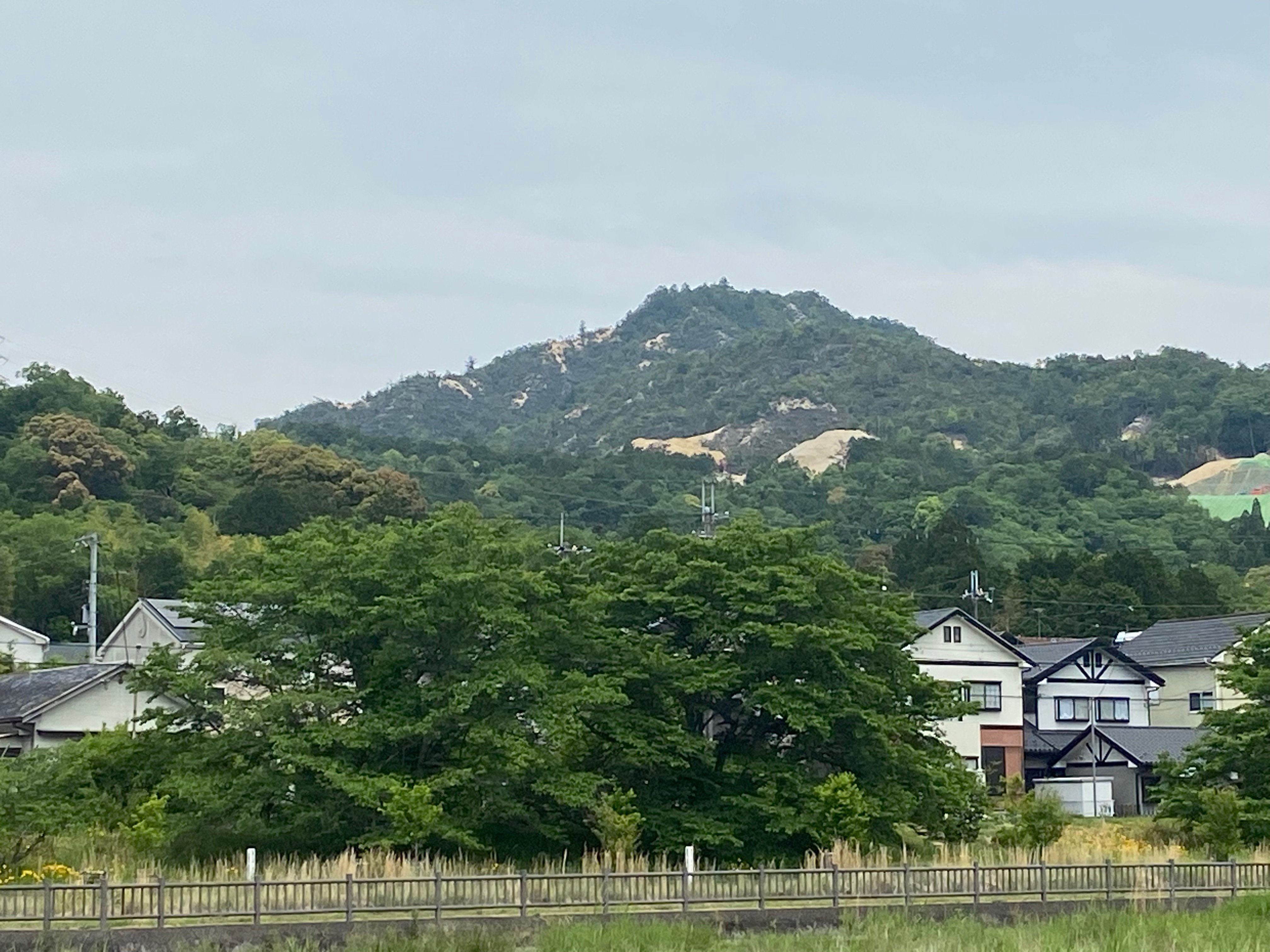 樹木図鑑 vol.22ヒノキ① 〜1300年前の禿山は、深い深い森