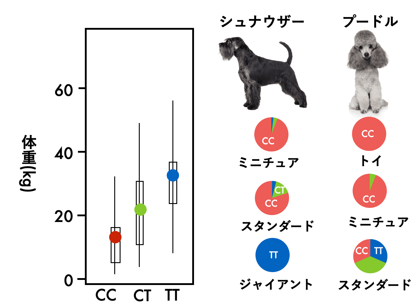 犬はなぜ多様に進化できたのか：祖先の遺伝的多様性の役割｜河田