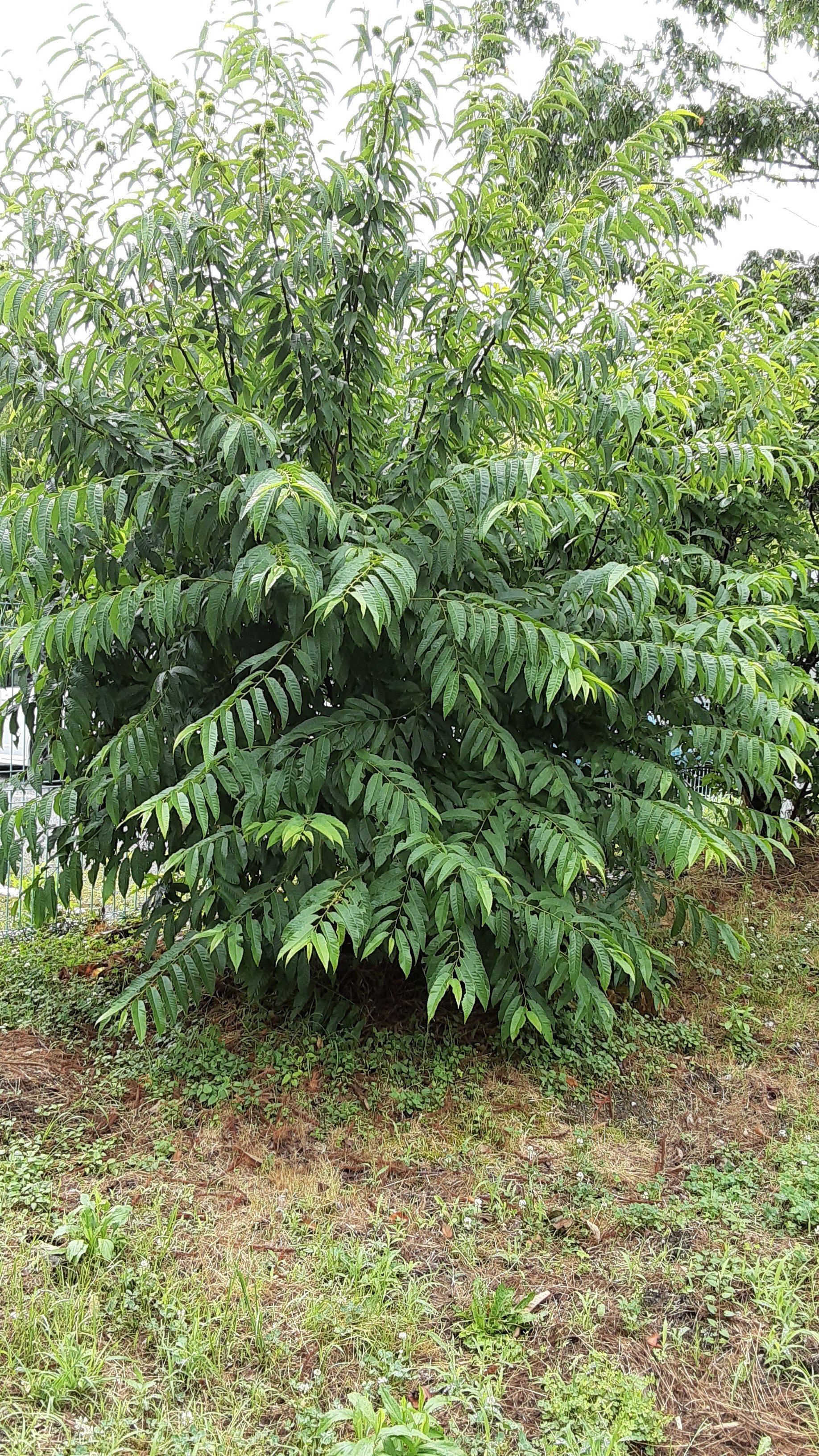 🎵この～木なんの木、気になる木🎵｜高齢者総合福祉センター いでの里